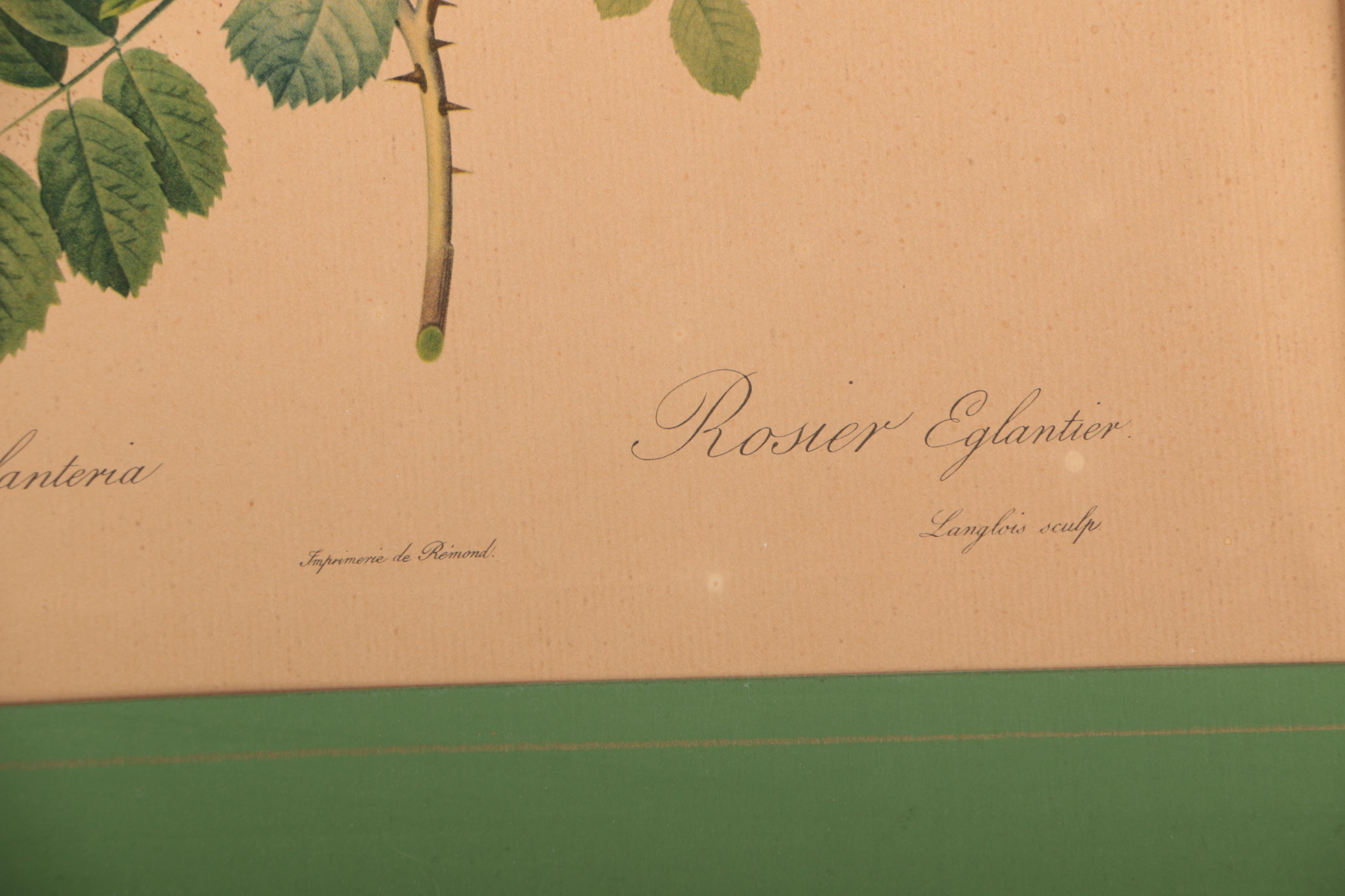 Offset Lithographs After Pierre-Joseph Redouté Botanical Illustrations
