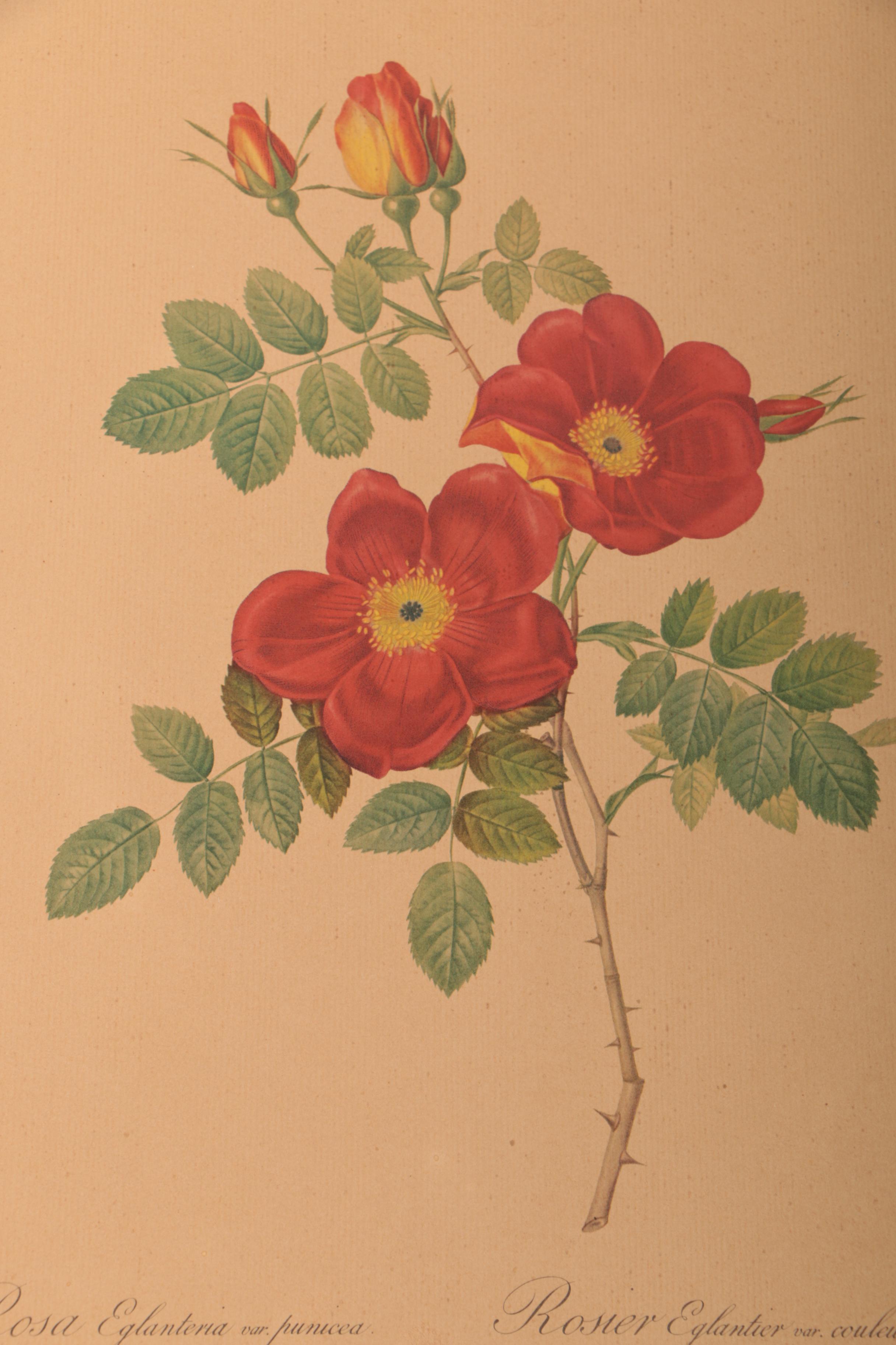 Offset Lithographs After Pierre-Joseph Redouté Botanical Illustrations
