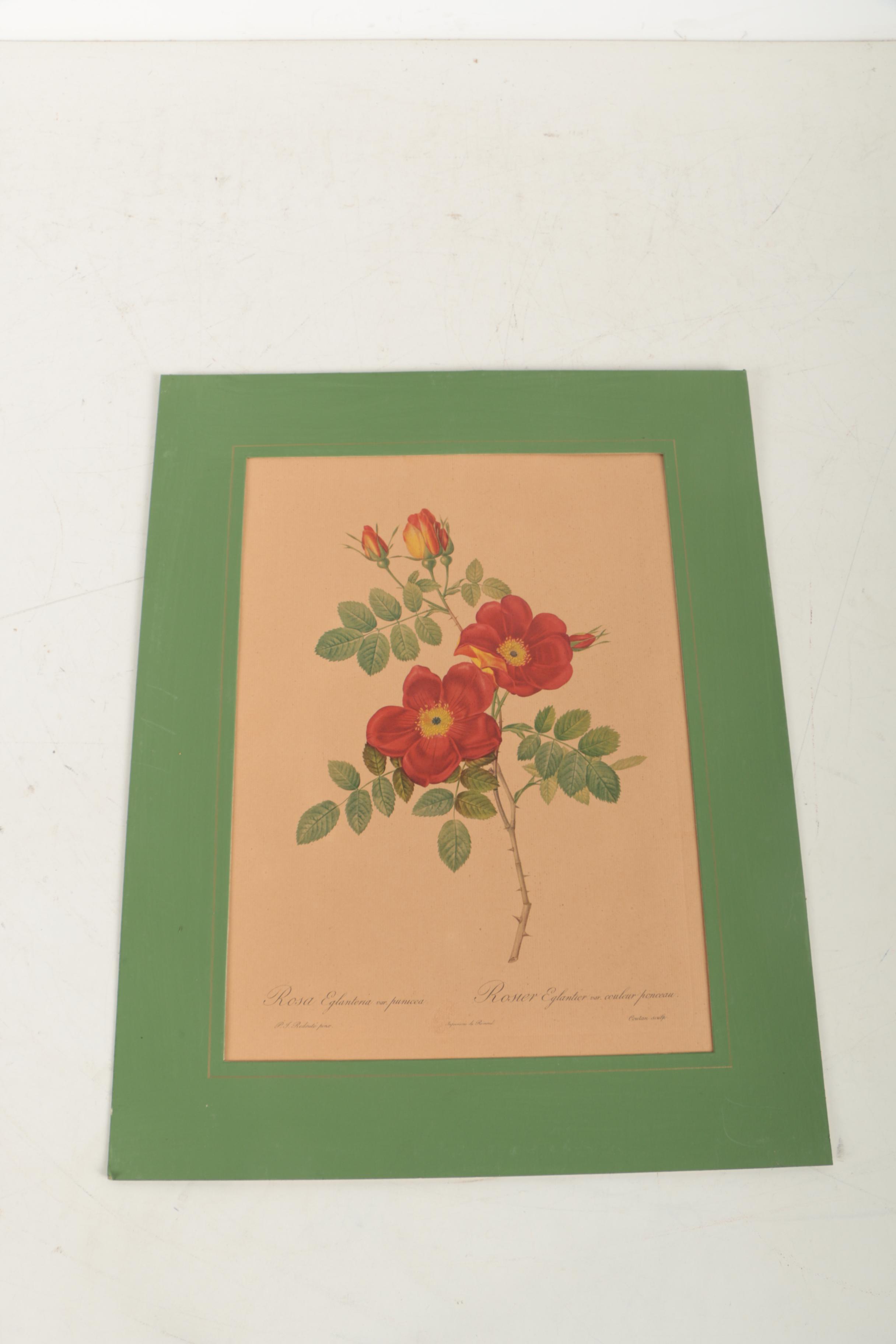 Offset Lithographs After Pierre-Joseph Redouté Botanical Illustrations