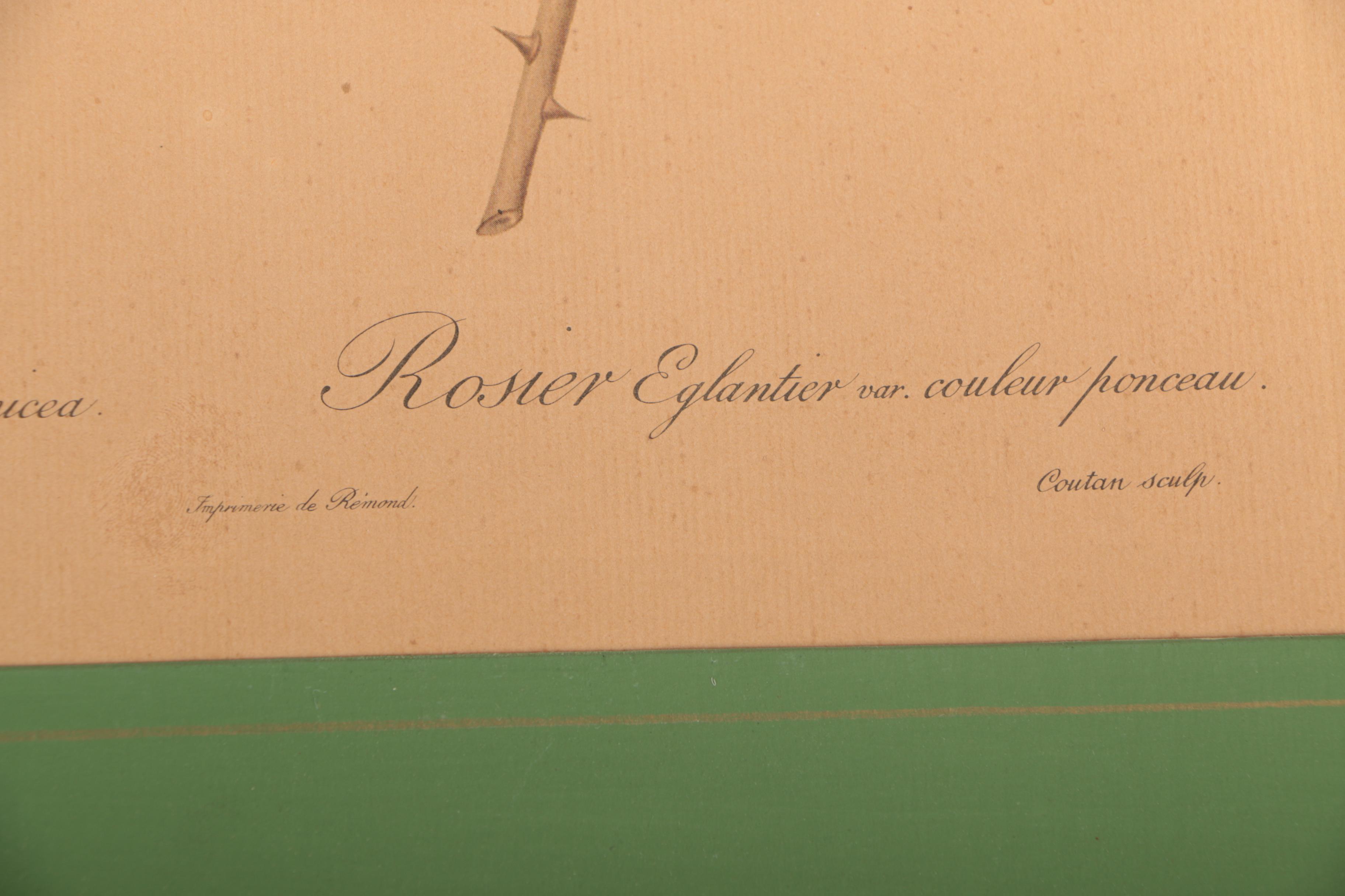 Offset Lithographs After Pierre-Joseph Redouté Botanical Illustrations