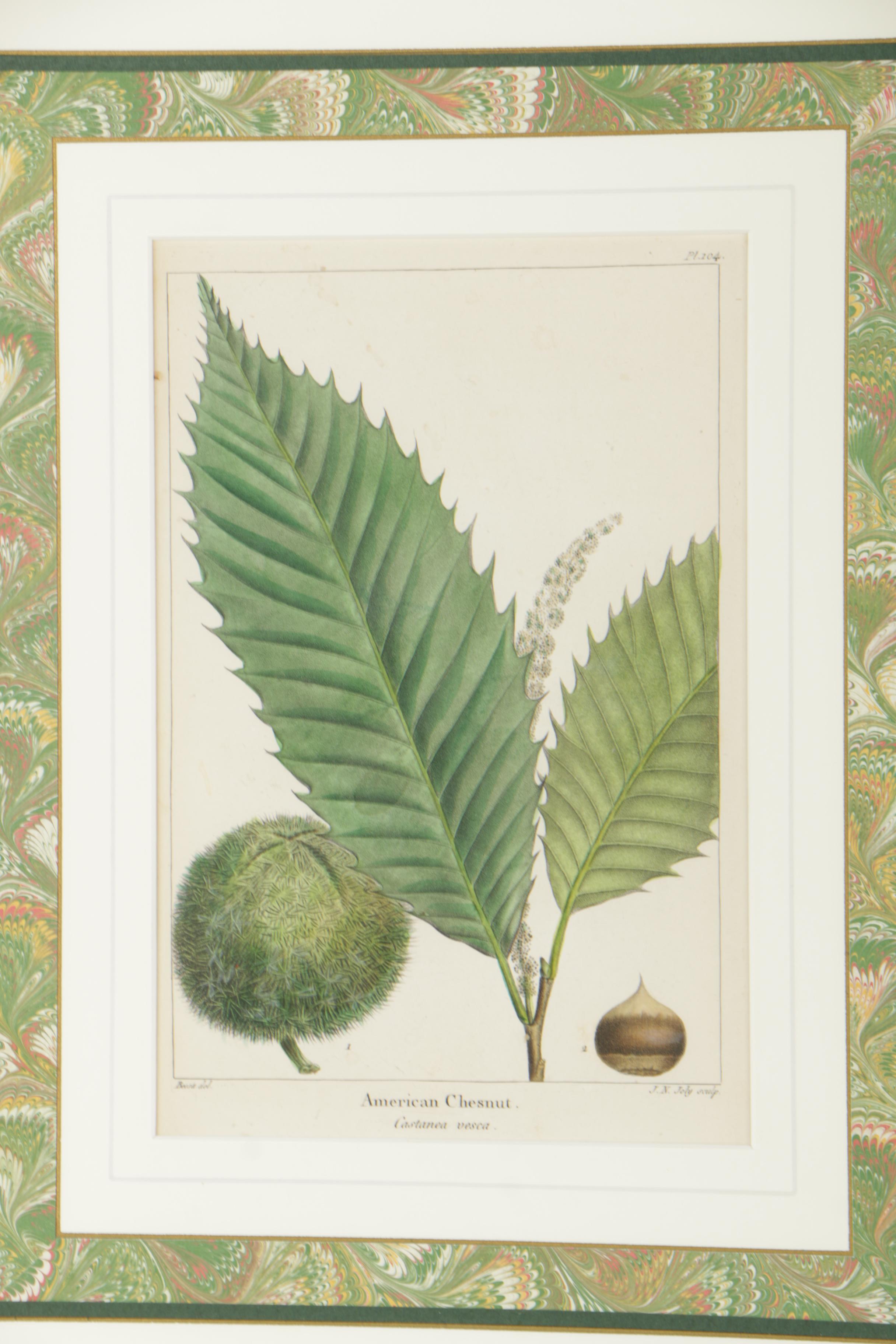 Hand-Colored Botanical Etchings After Henri-Joseph Redouté and Pancrace Bessa