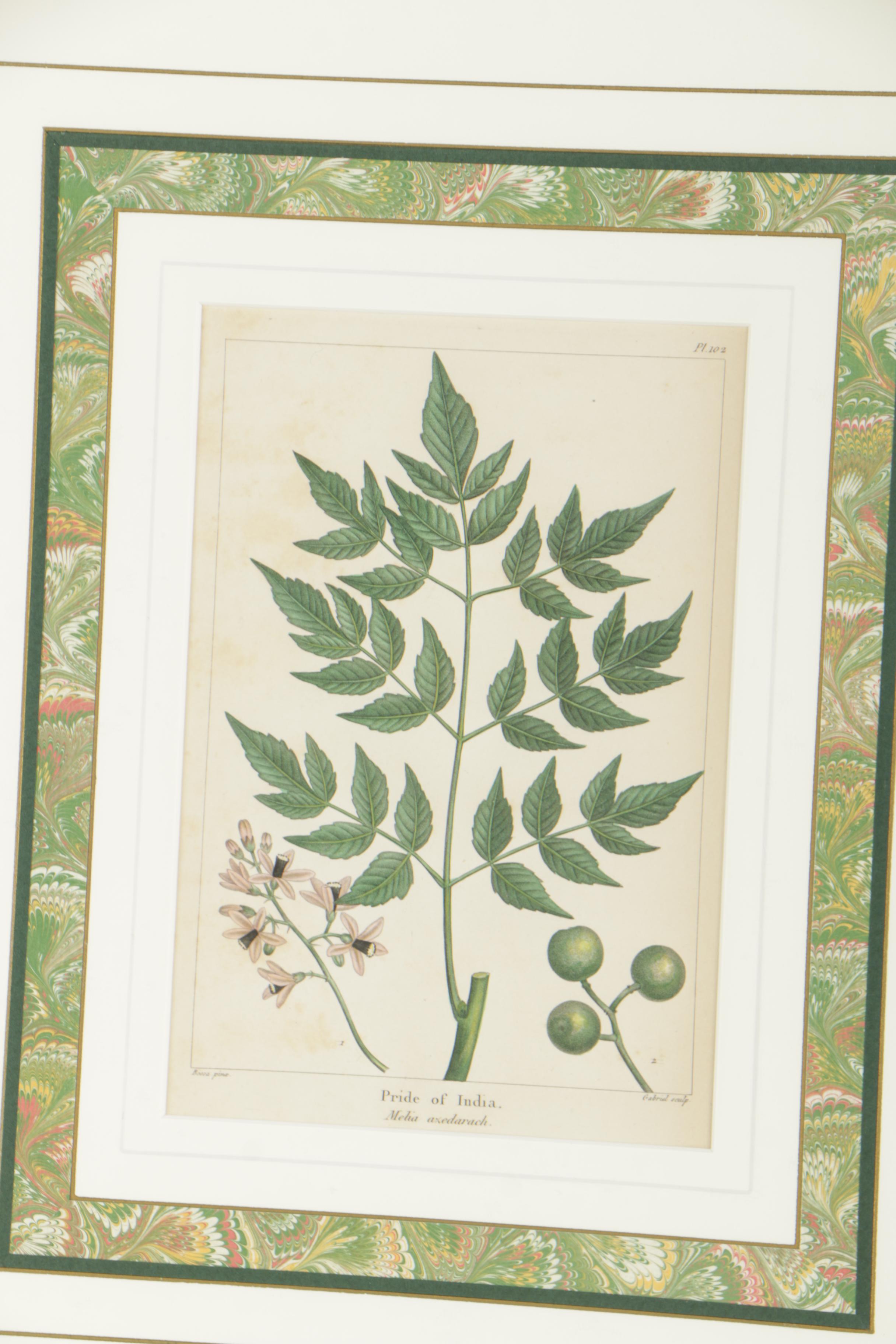 Hand-Colored Botanical Etchings After Henri-Joseph Redouté and Pancrace Bessa