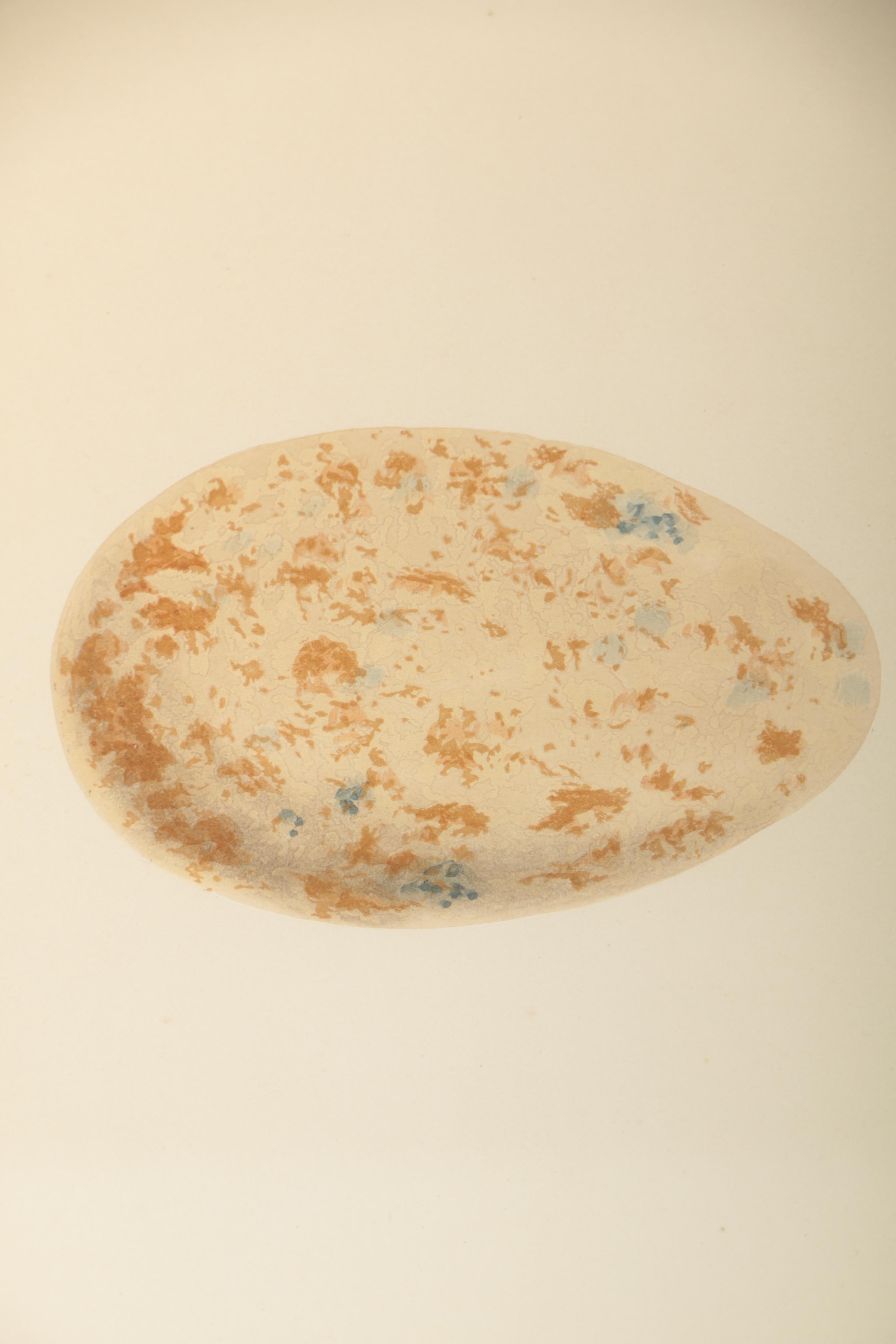 Ornithological Relief Prints After Reverend F.O. Morris