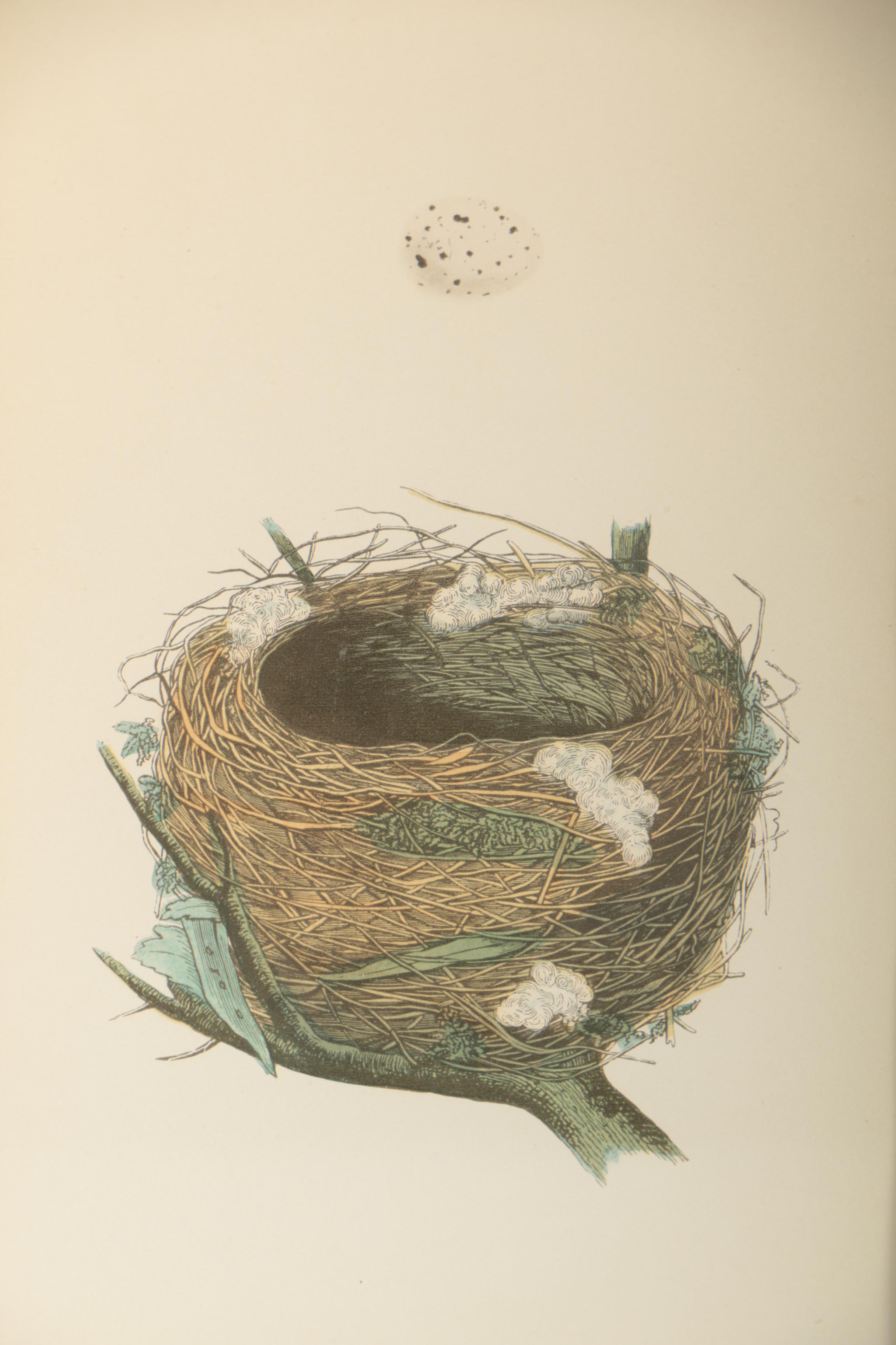 Ornithological Relief Prints After Reverend F.O. Morris