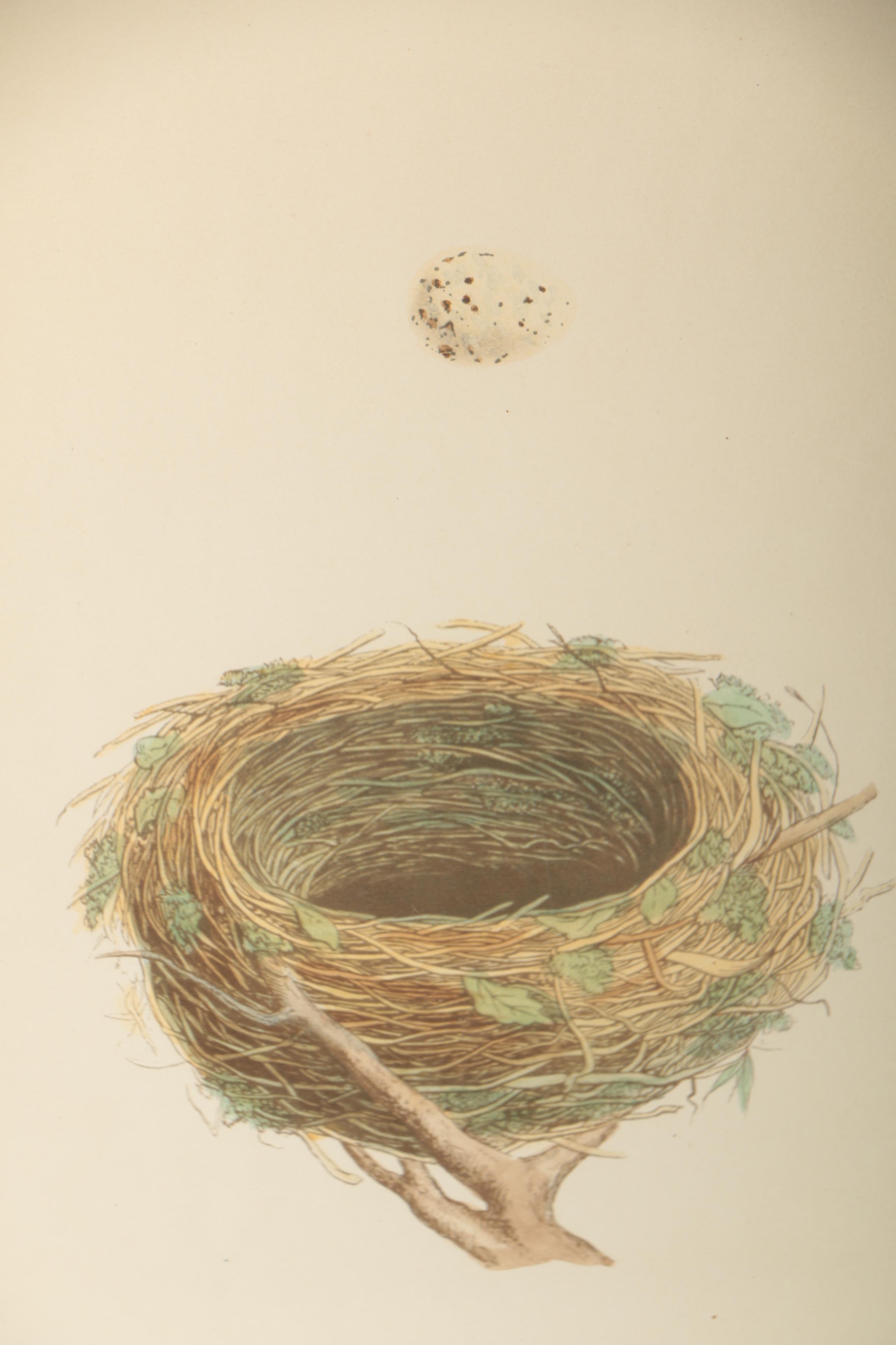 Ornithological Relief Prints After Reverend F.O. Morris