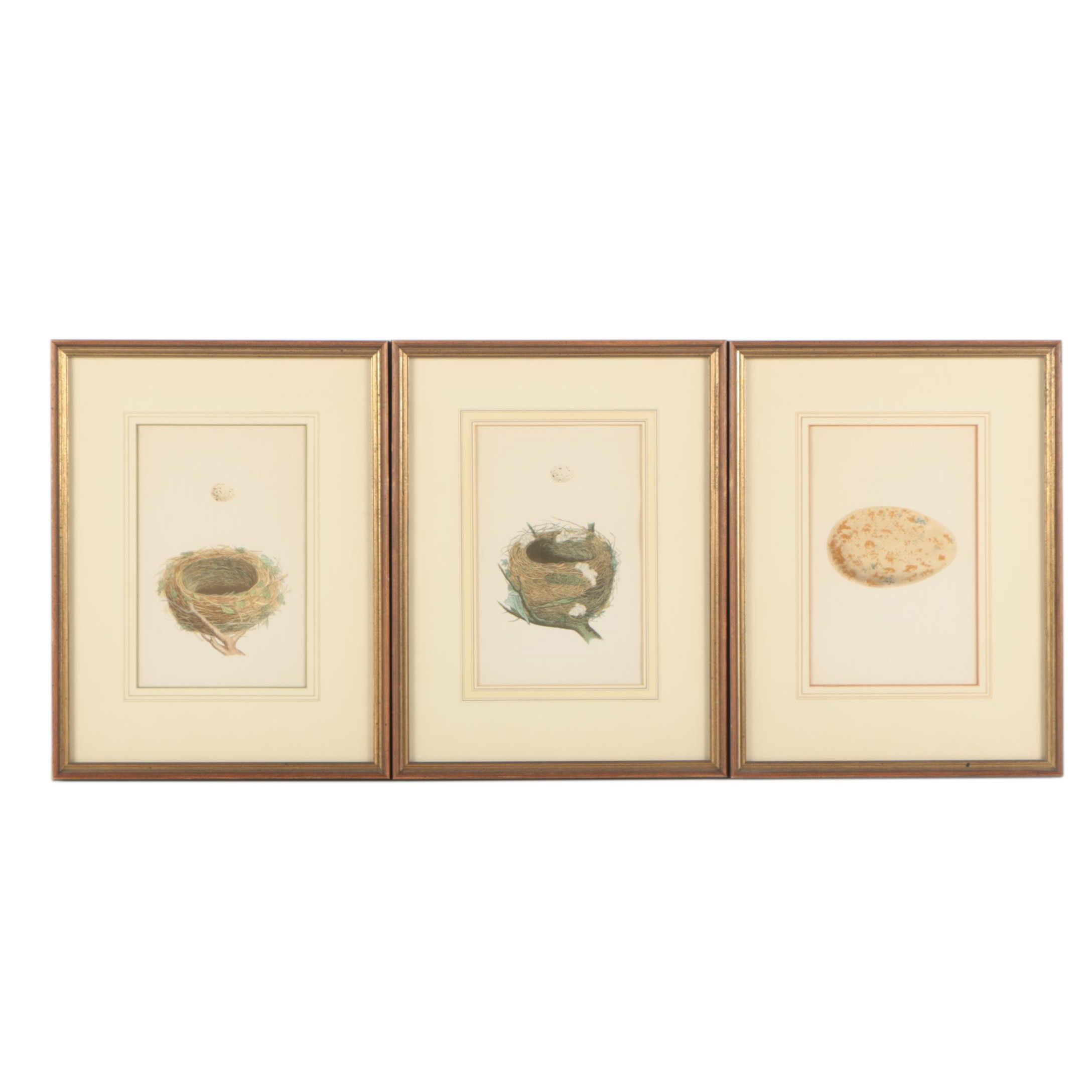 Ornithological Relief Prints After Reverend F.O. Morris