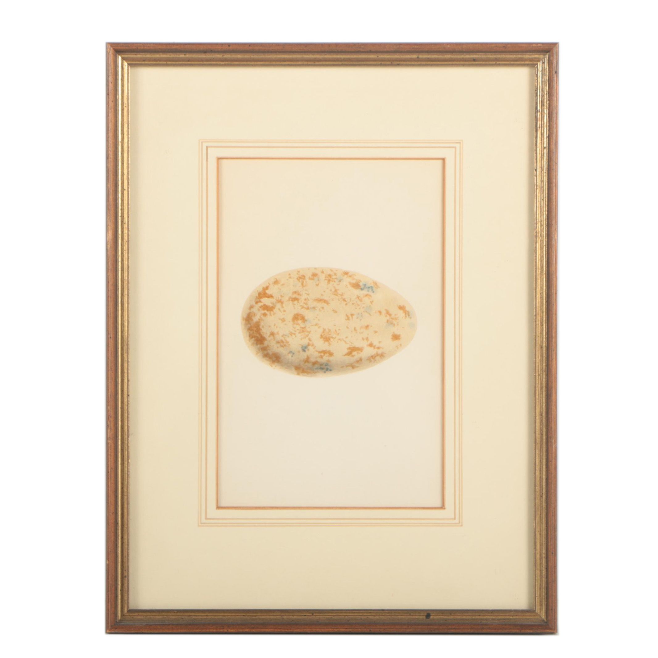 Ornithological Relief Prints After Reverend F.O. Morris