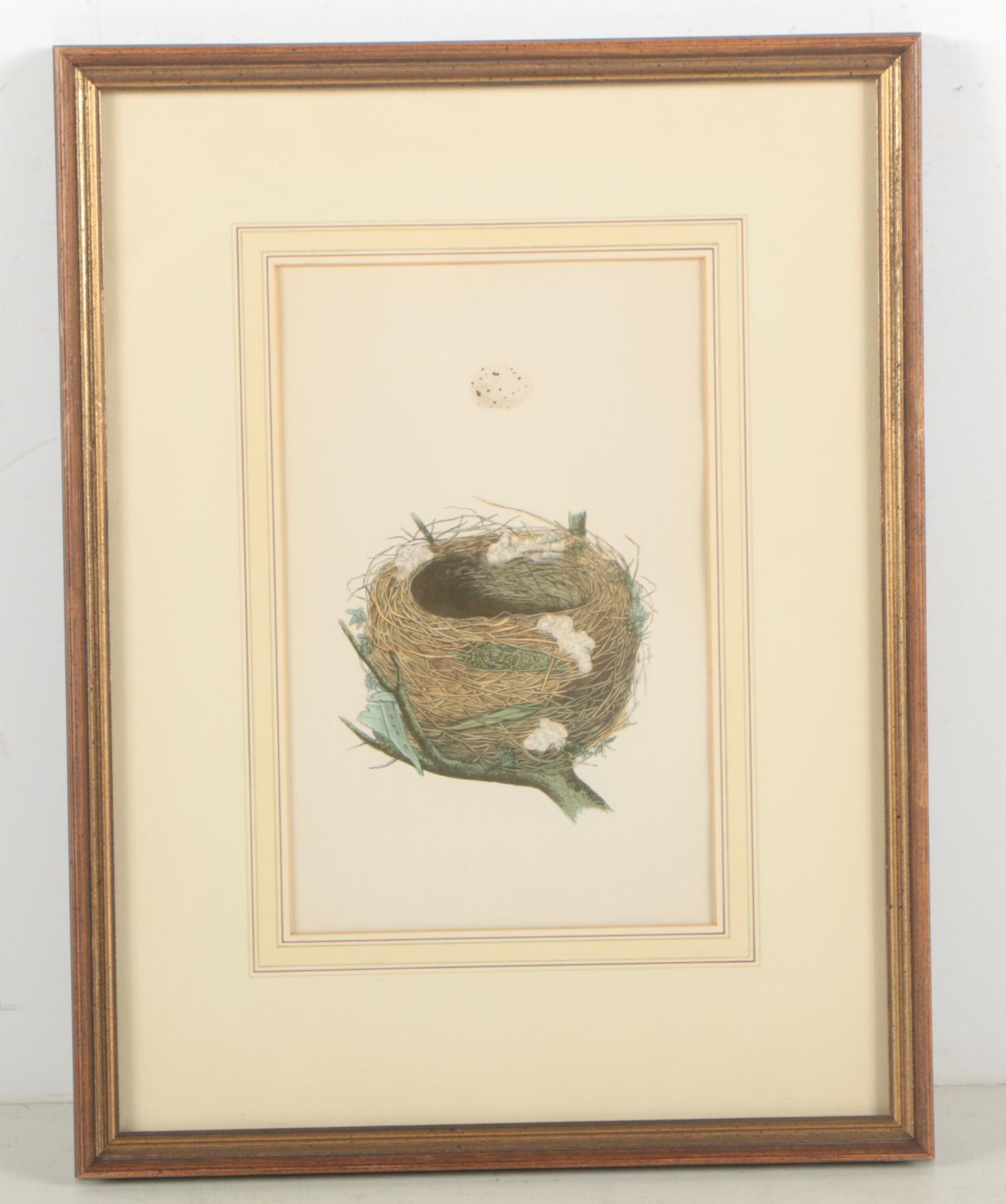 Ornithological Relief Prints After Reverend F.O. Morris