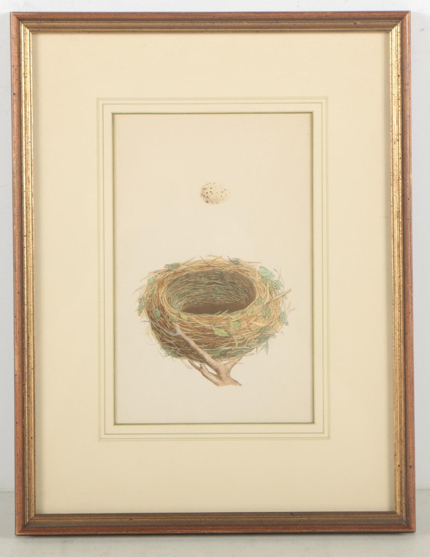 Ornithological Relief Prints After Reverend F.O. Morris