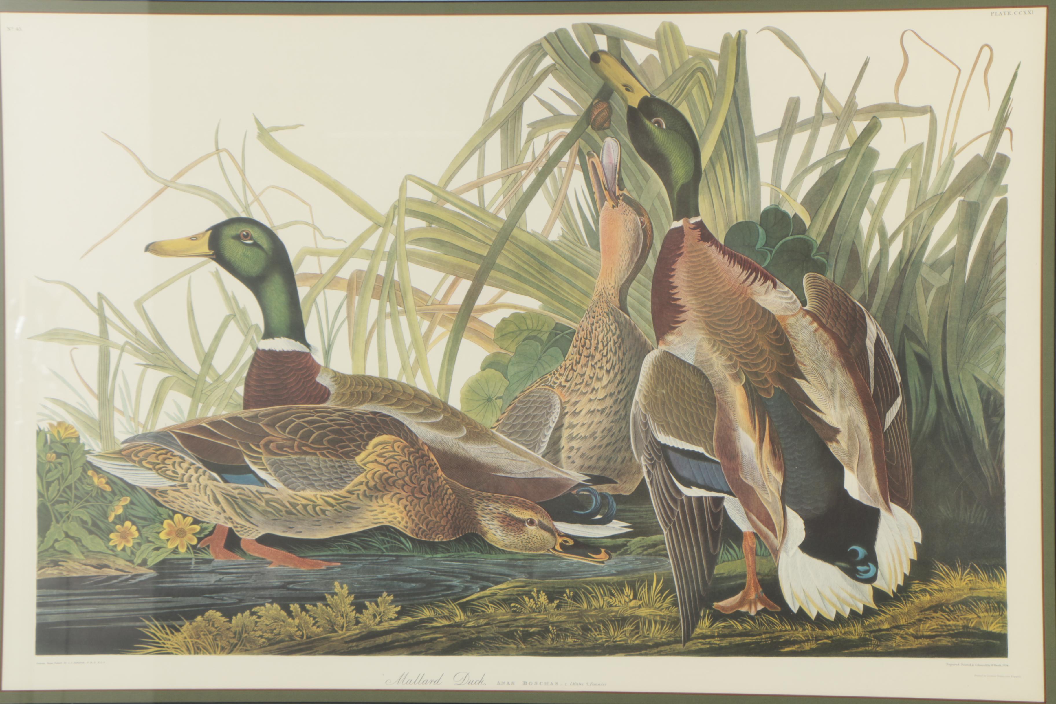Collotype Reproduction Print After J.J. Audubon "Mallard Duck"