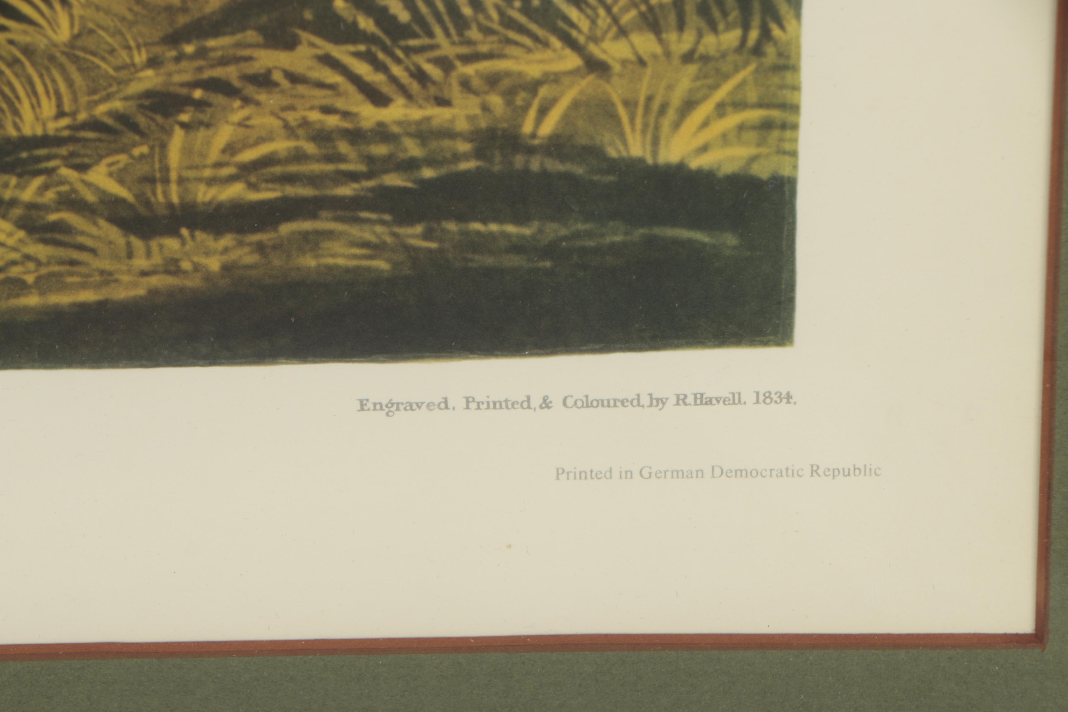 Collotype Reproduction Print After J.J. Audubon "Mallard Duck"