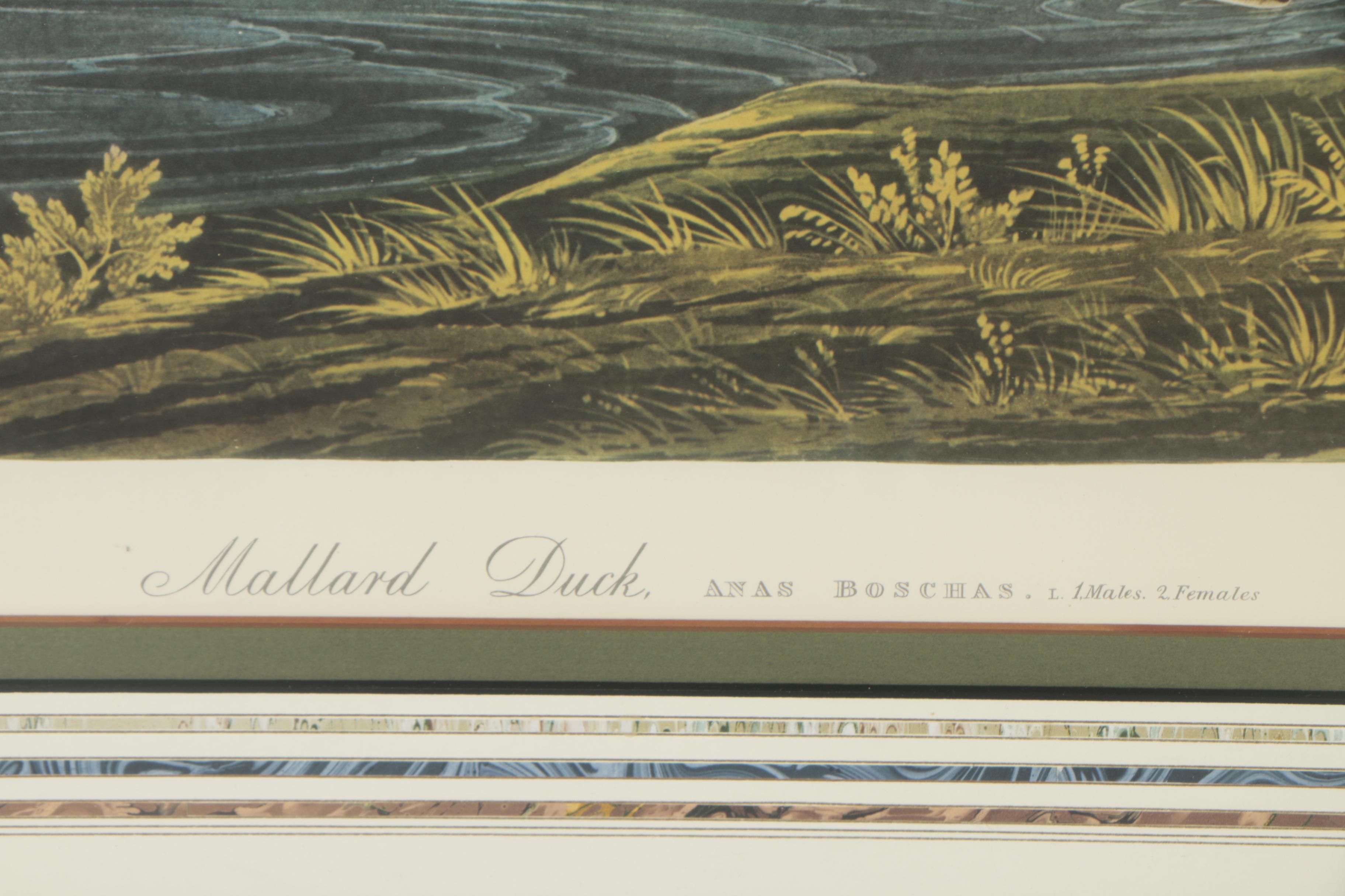 Collotype Reproduction Print After J.J. Audubon "Mallard Duck"