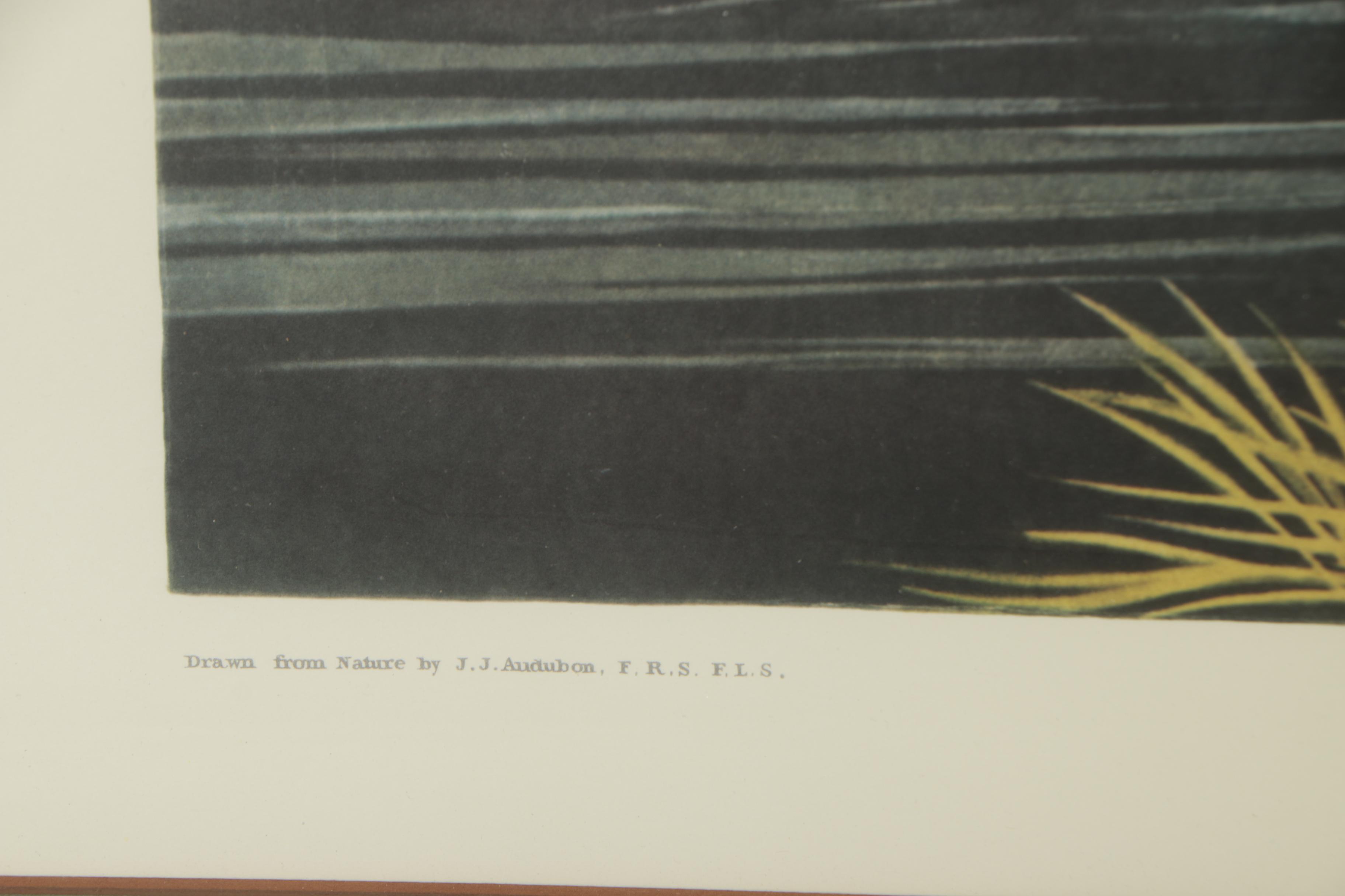 Collotype Reproduction Print After J.J. Audubon "Mallard Duck"