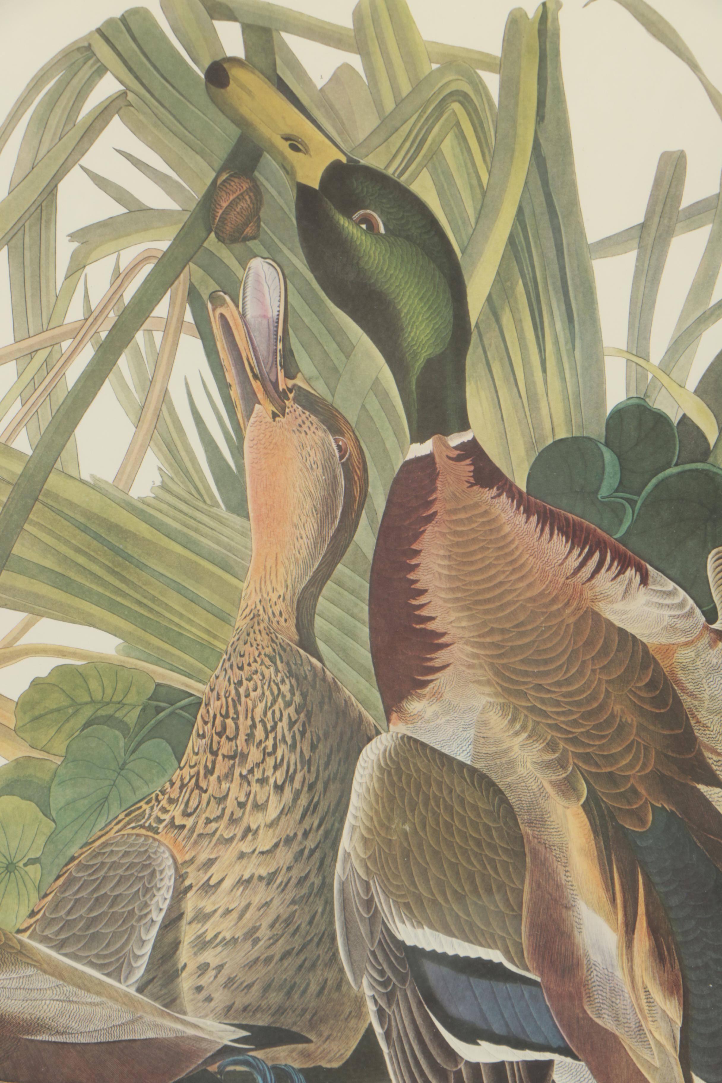 Collotype Reproduction Print After J.J. Audubon "Mallard Duck"