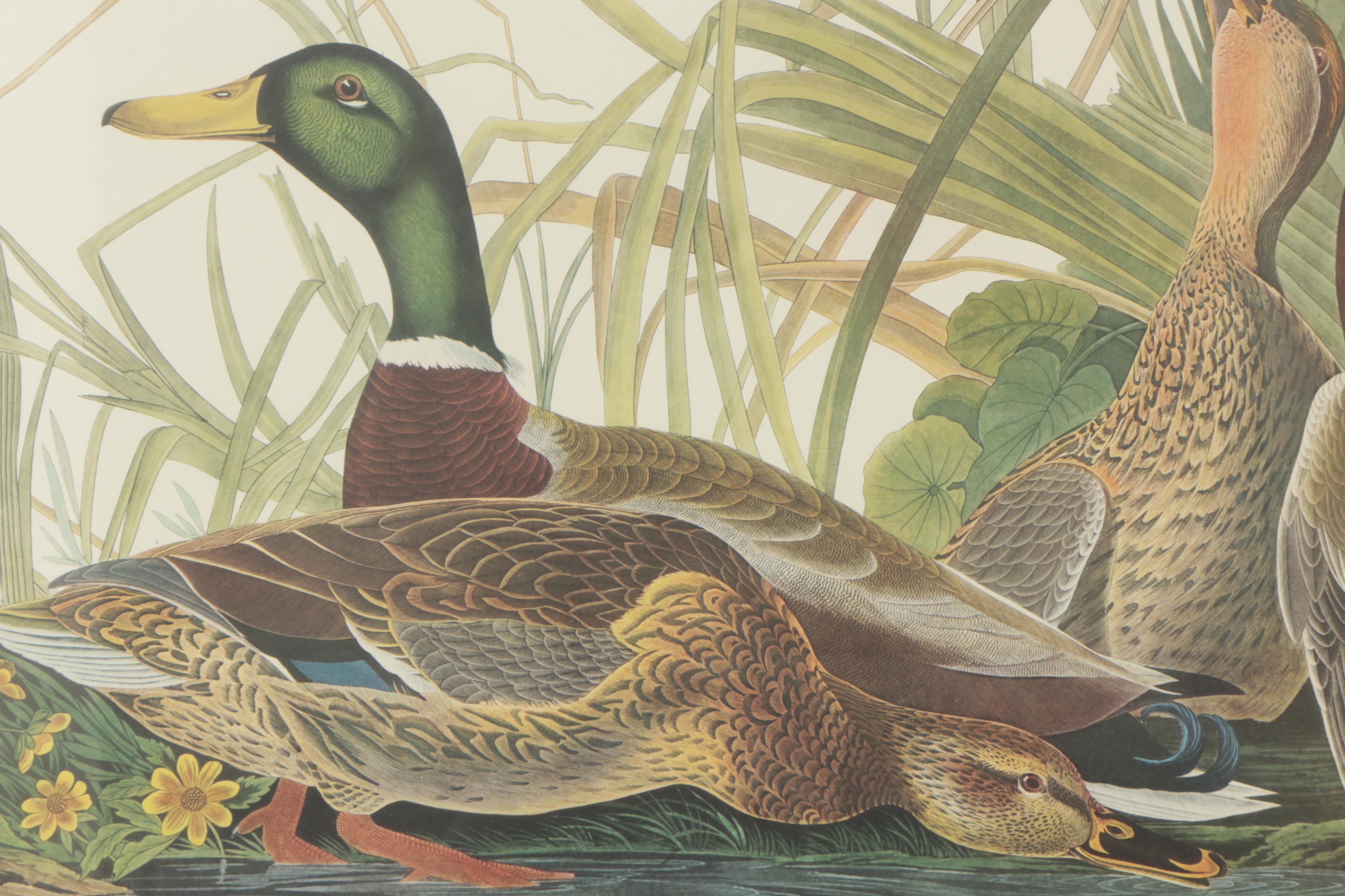 Collotype Reproduction Print After J.J. Audubon "Mallard Duck"
