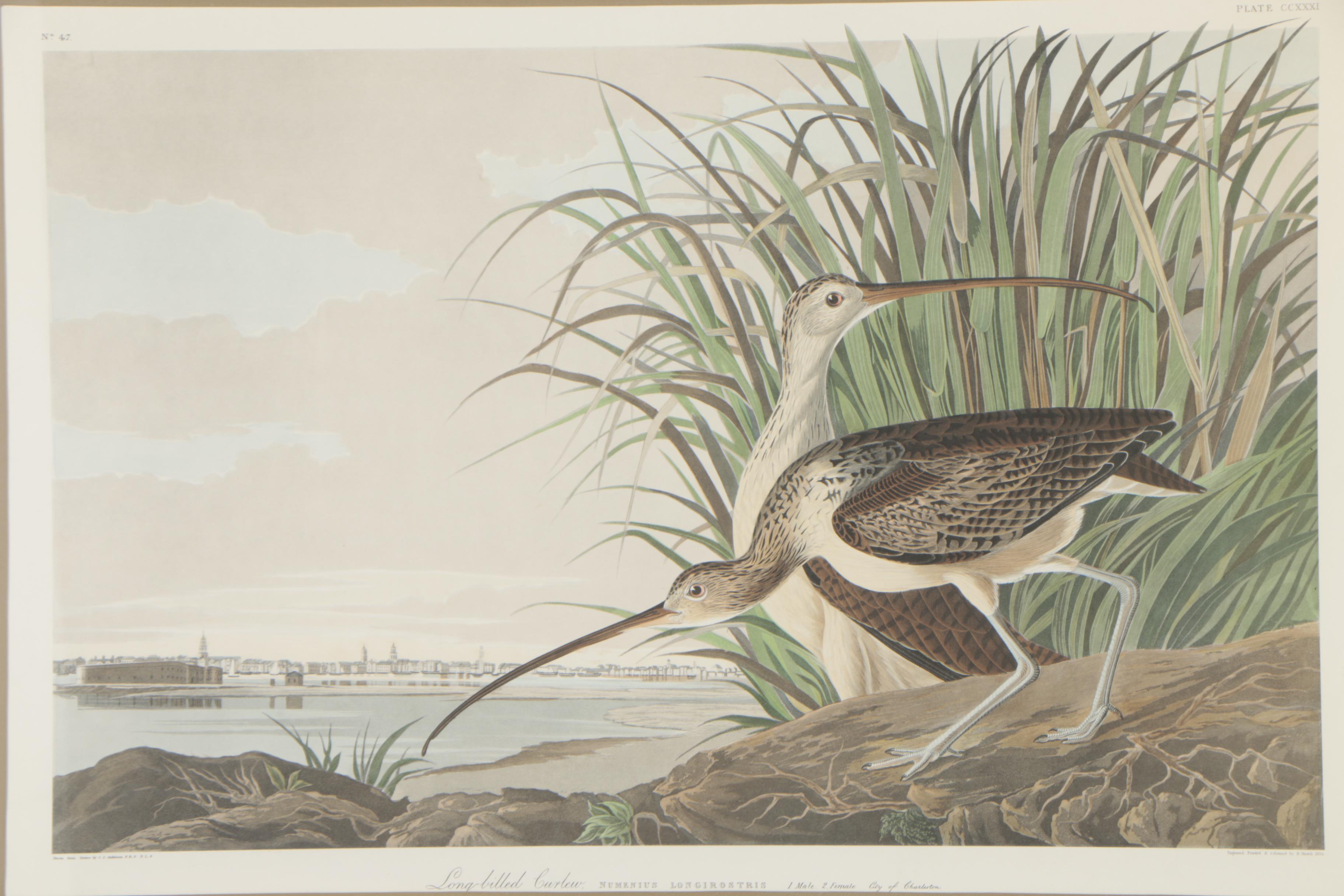 Color Engraving After John James Audubon "Longbilled Curlew"