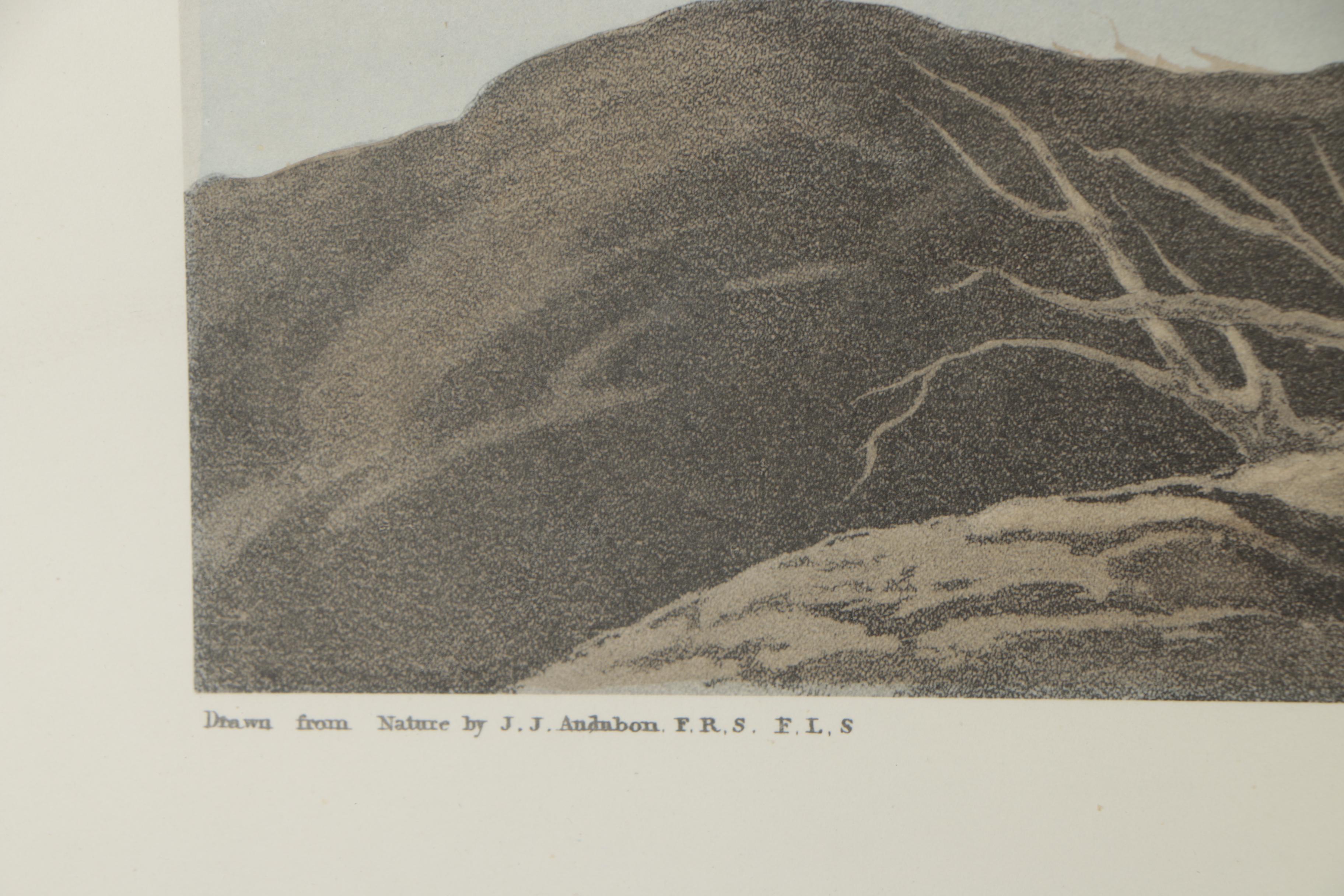 Color Engraving After John James Audubon "Longbilled Curlew"