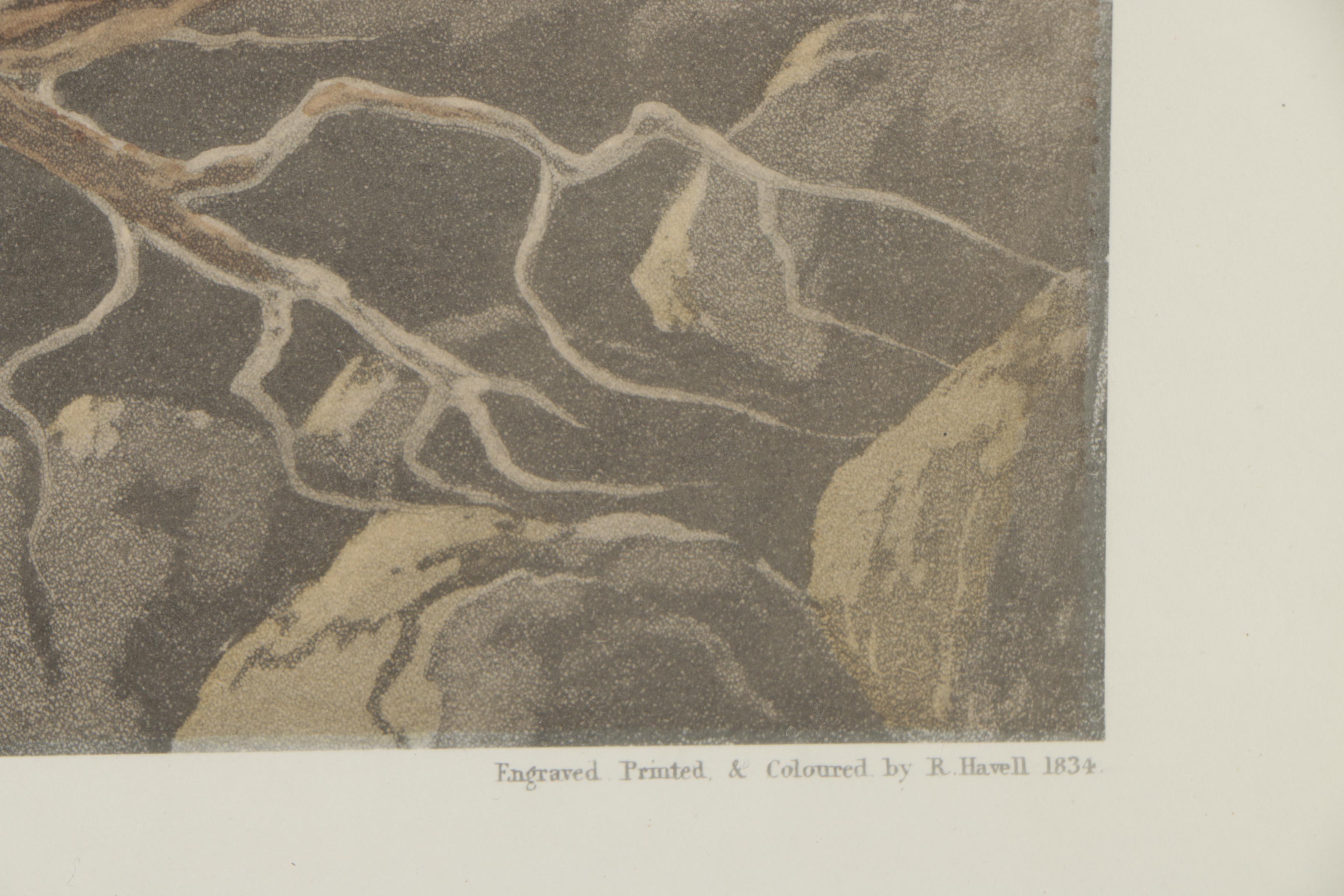 Color Engraving After John James Audubon "Longbilled Curlew"