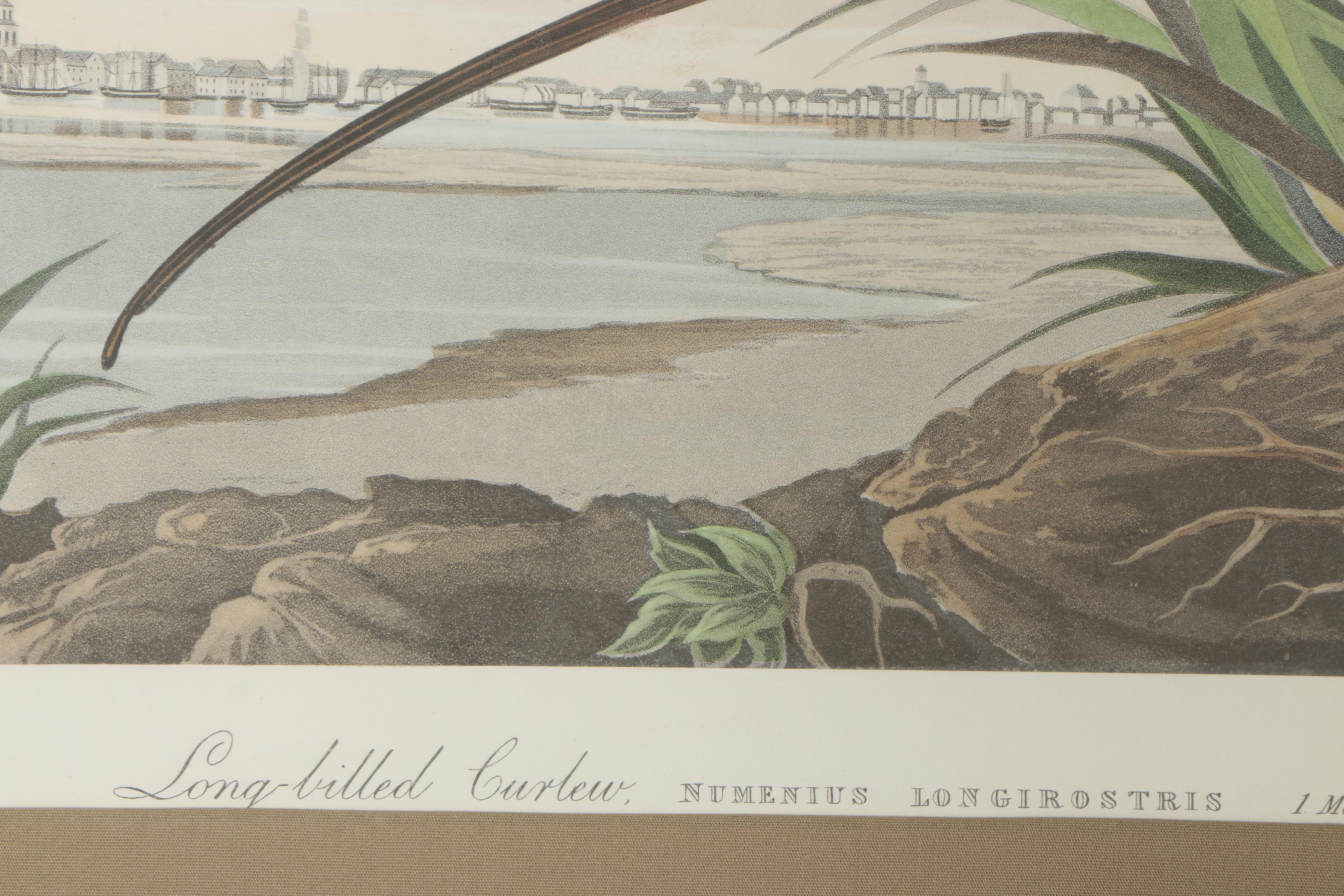 Color Engraving After John James Audubon "Longbilled Curlew"