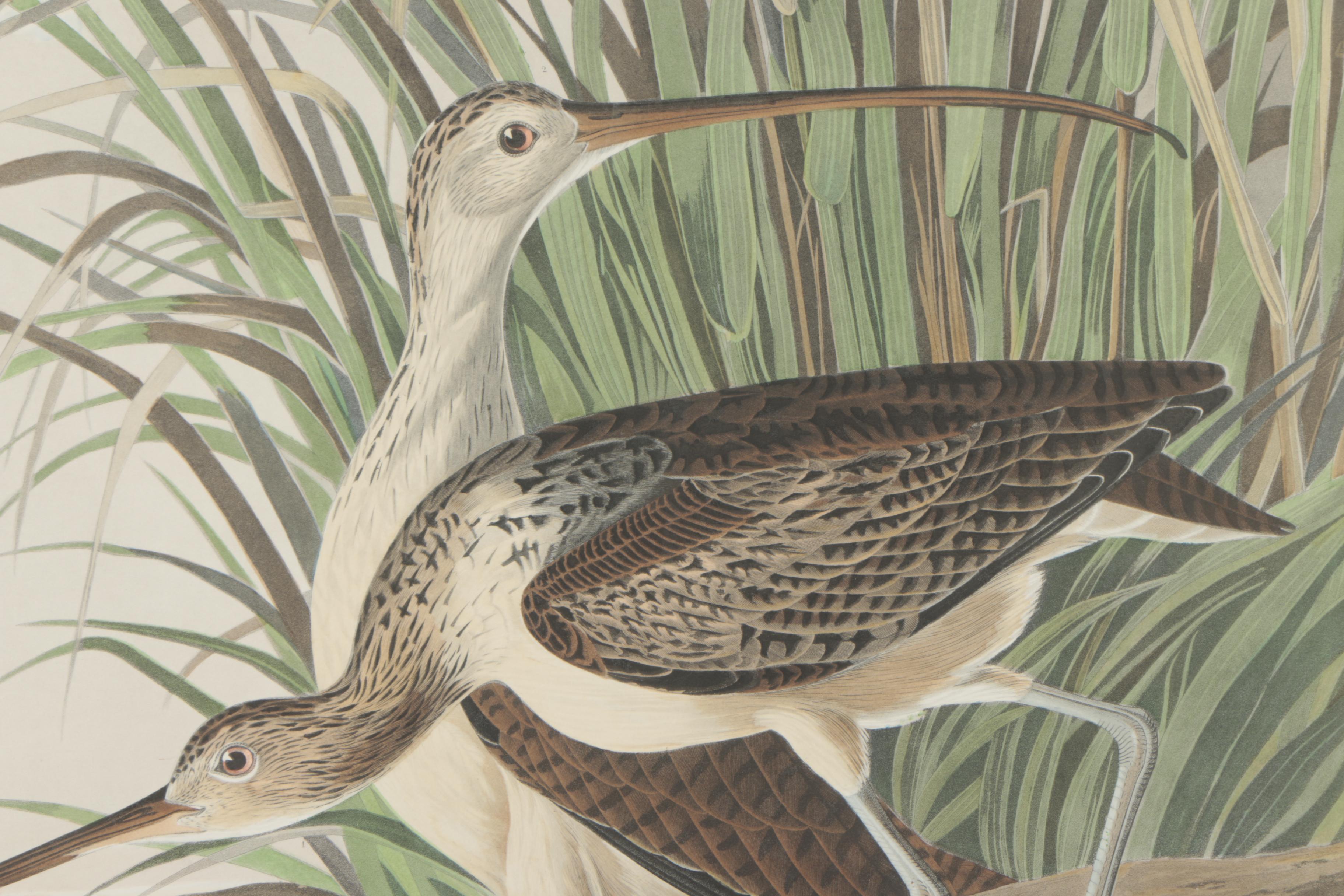 Color Engraving After John James Audubon "Longbilled Curlew"