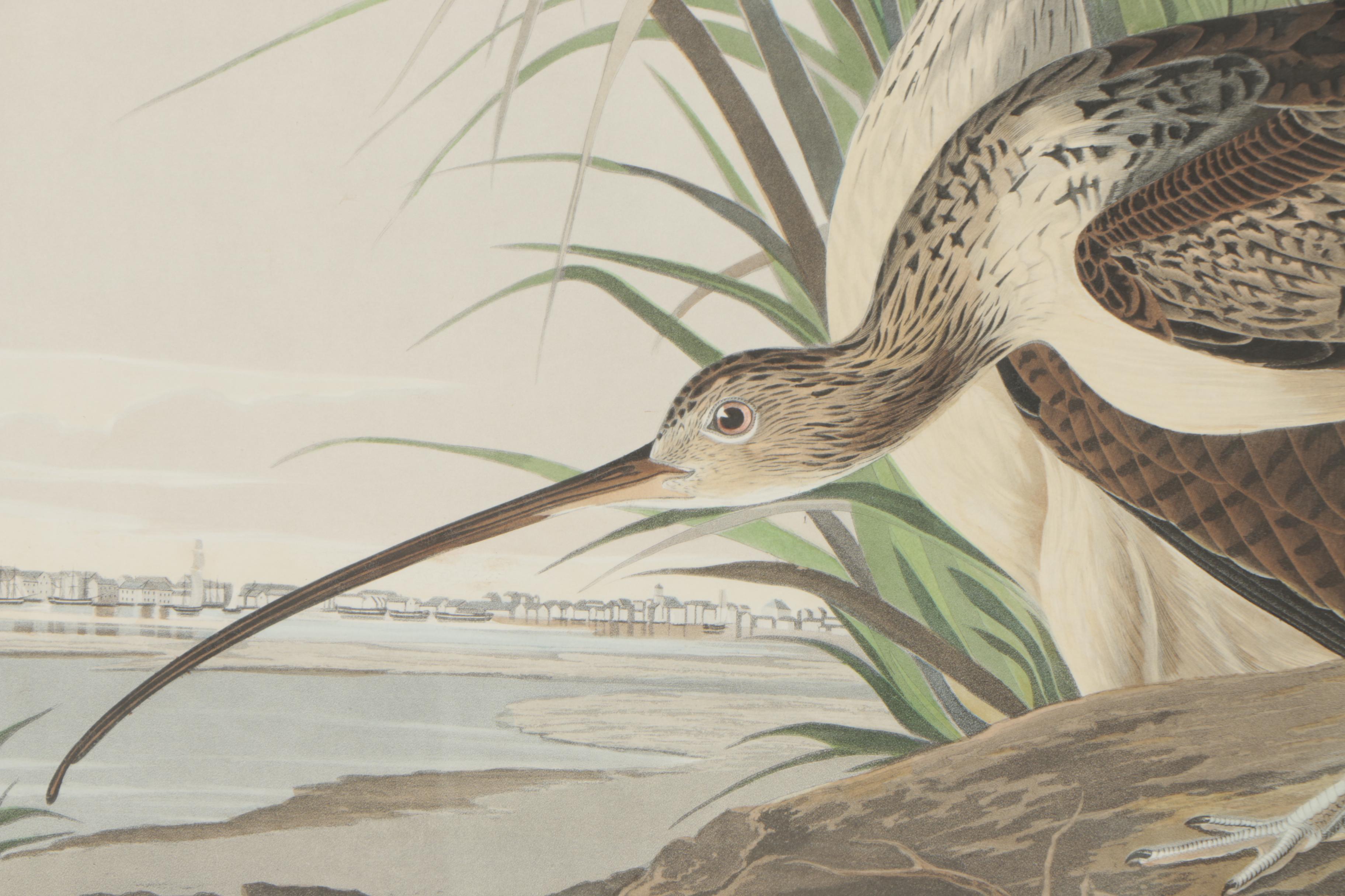 Color Engraving After John James Audubon "Longbilled Curlew"