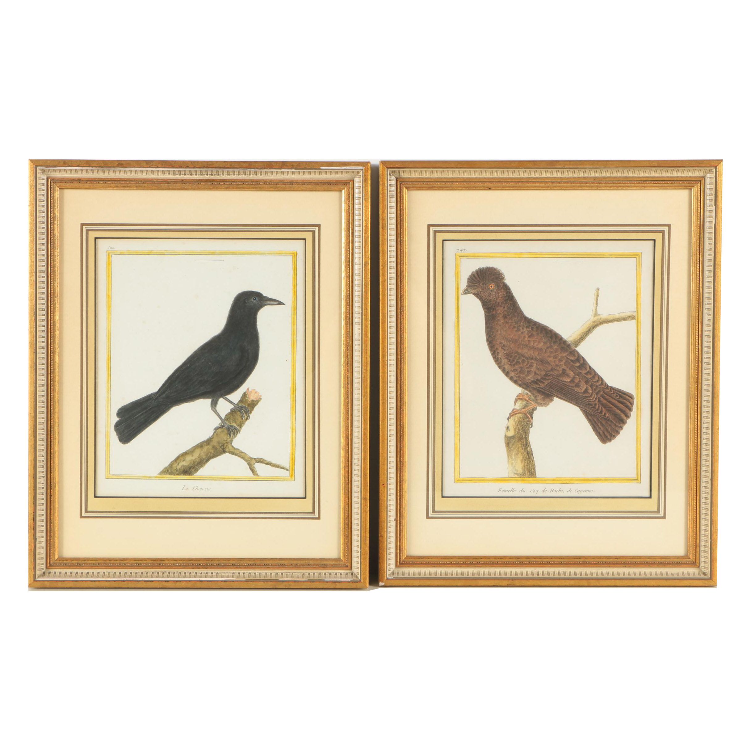 Hand-Colored Engravings After Martinet from "Histoire Naturelle des Oiseaux"