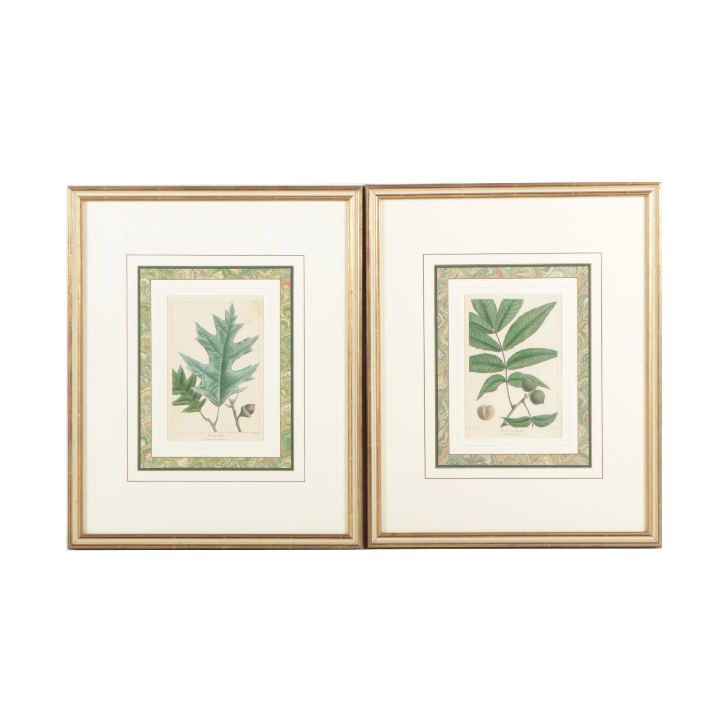 Hand-Colored Botanical Etchings "Gray Oak" and "Bitter Nut Hickory"