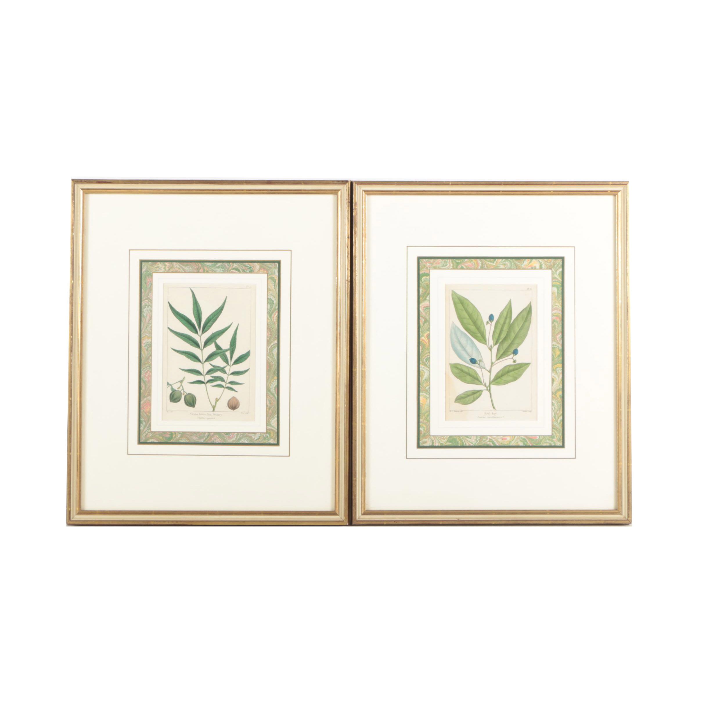 Hand-Colored Botanical Etchings "Water Bitter Nut Hickory" and "Red Bay"