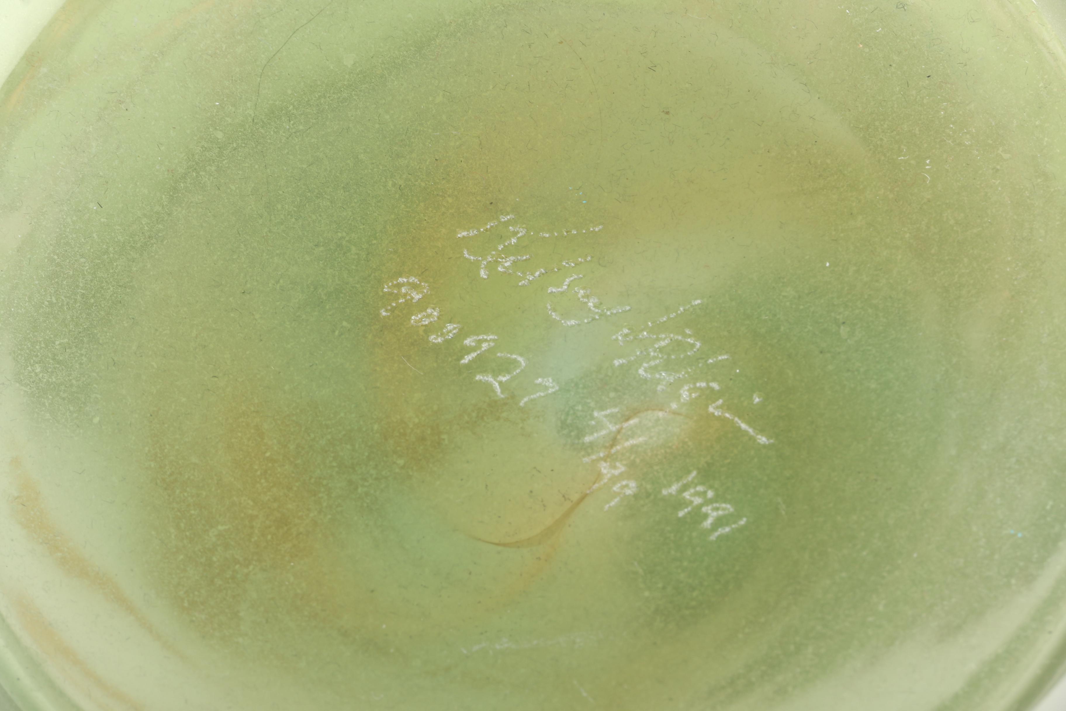 1991 Kelsey Murphy Pilgrim Cameo Art Glass Vase