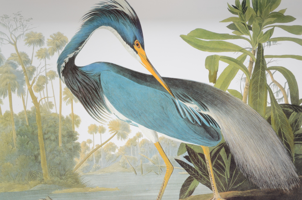 "Audubon's Birds of America" and "The World of Owen Gromme"