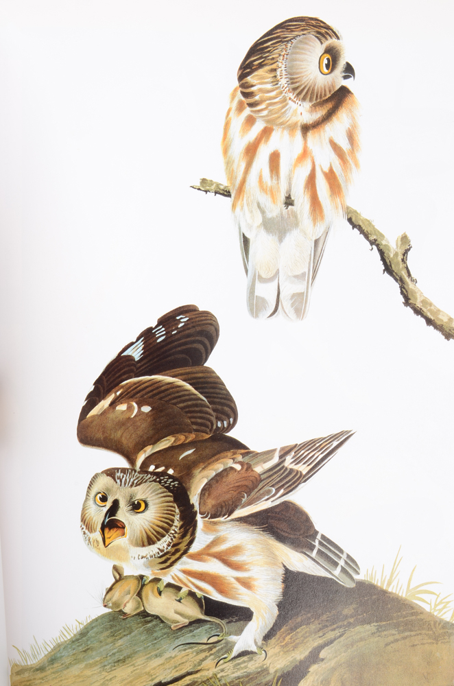 "Audubon's Birds of America" and "The World of Owen Gromme"