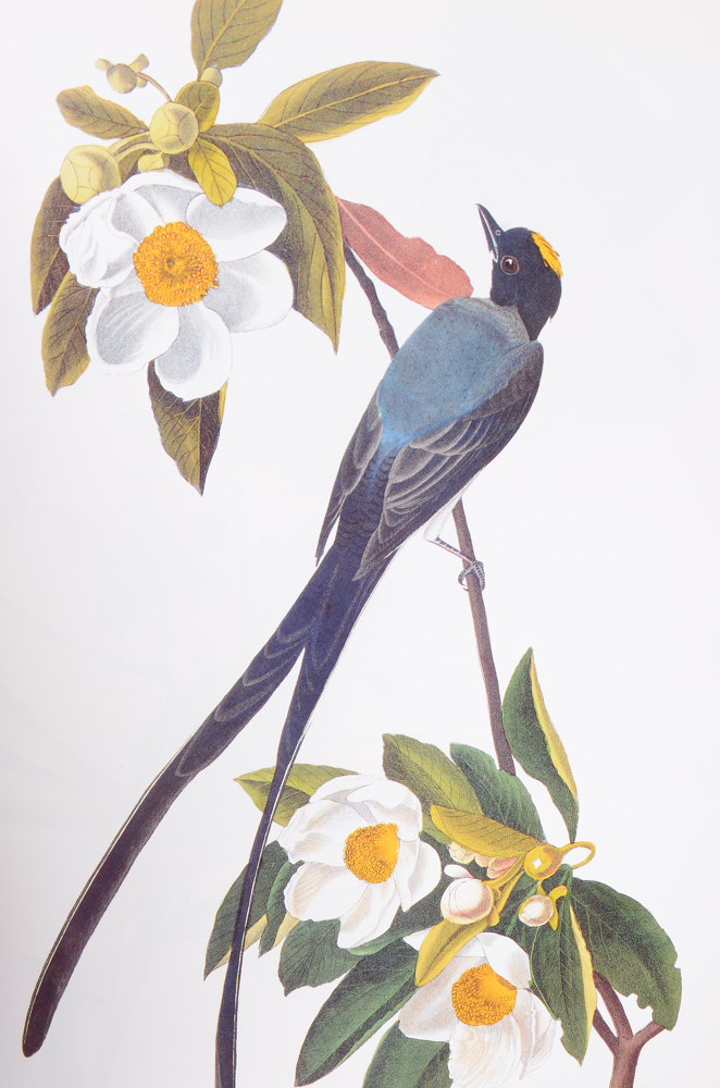 "Audubon's Birds of America" and "The World of Owen Gromme"