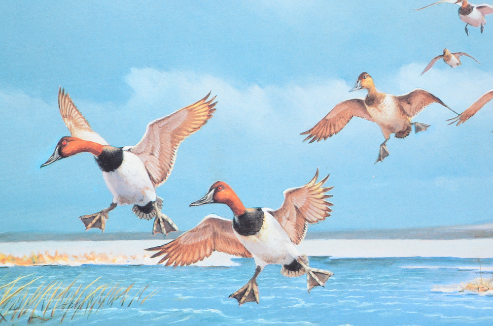 "Audubon's Birds of America" and "The World of Owen Gromme"