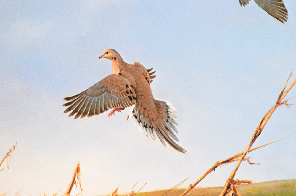 "Audubon's Birds of America" and "The World of Owen Gromme"