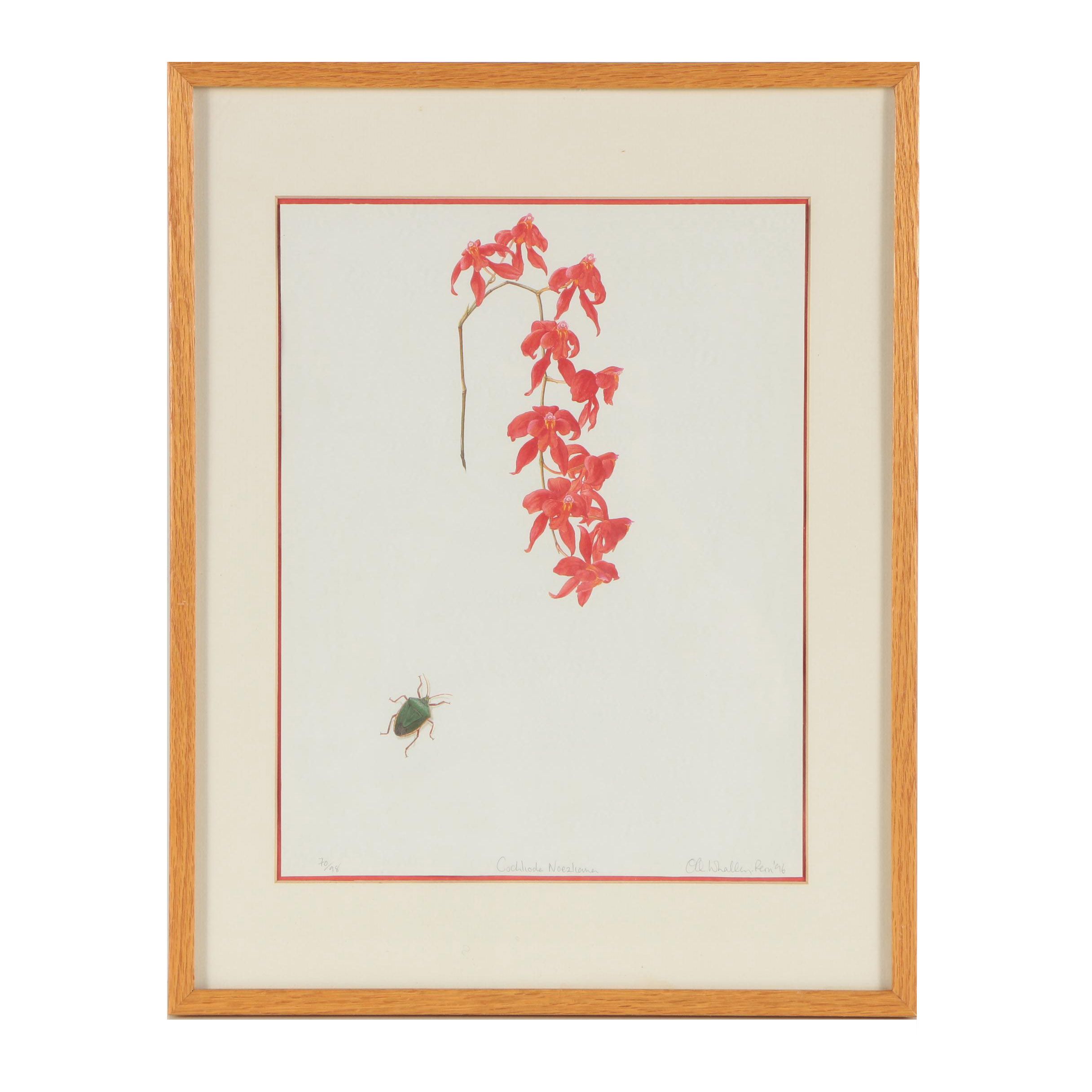 1996 Limited Edition Offset Lithograph of Orchid "Cochlioda Noezliana"