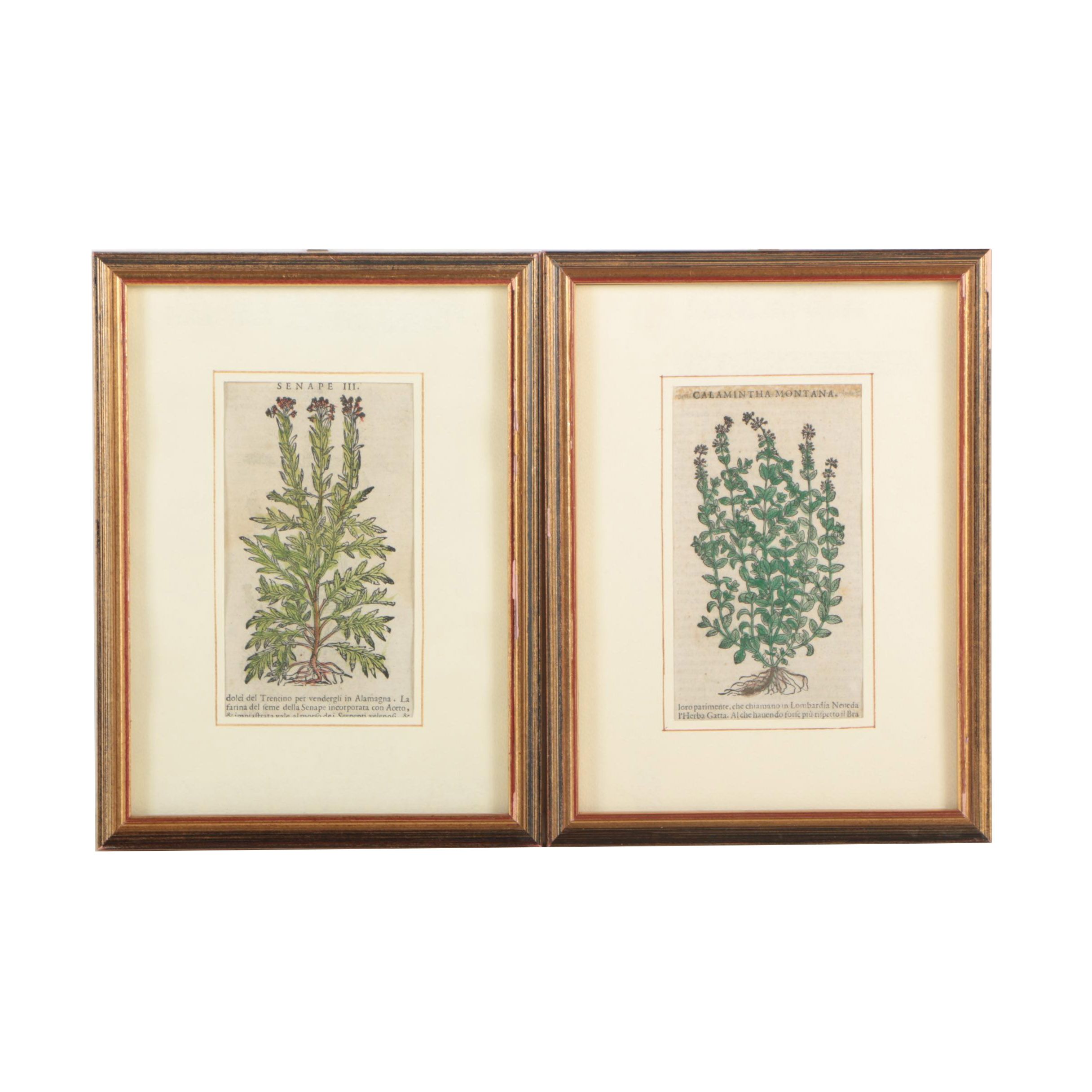 Hand Colored Woodcut After Pietro Andrea Mattioli Botanical Prints