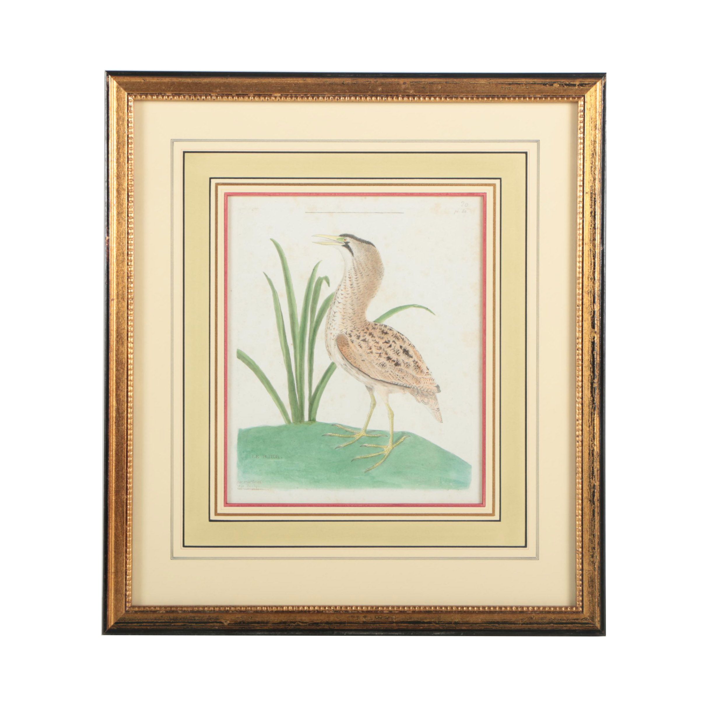 Antique Hand-Colored Engraving After François-Nicolas Martinet "Le Butor"