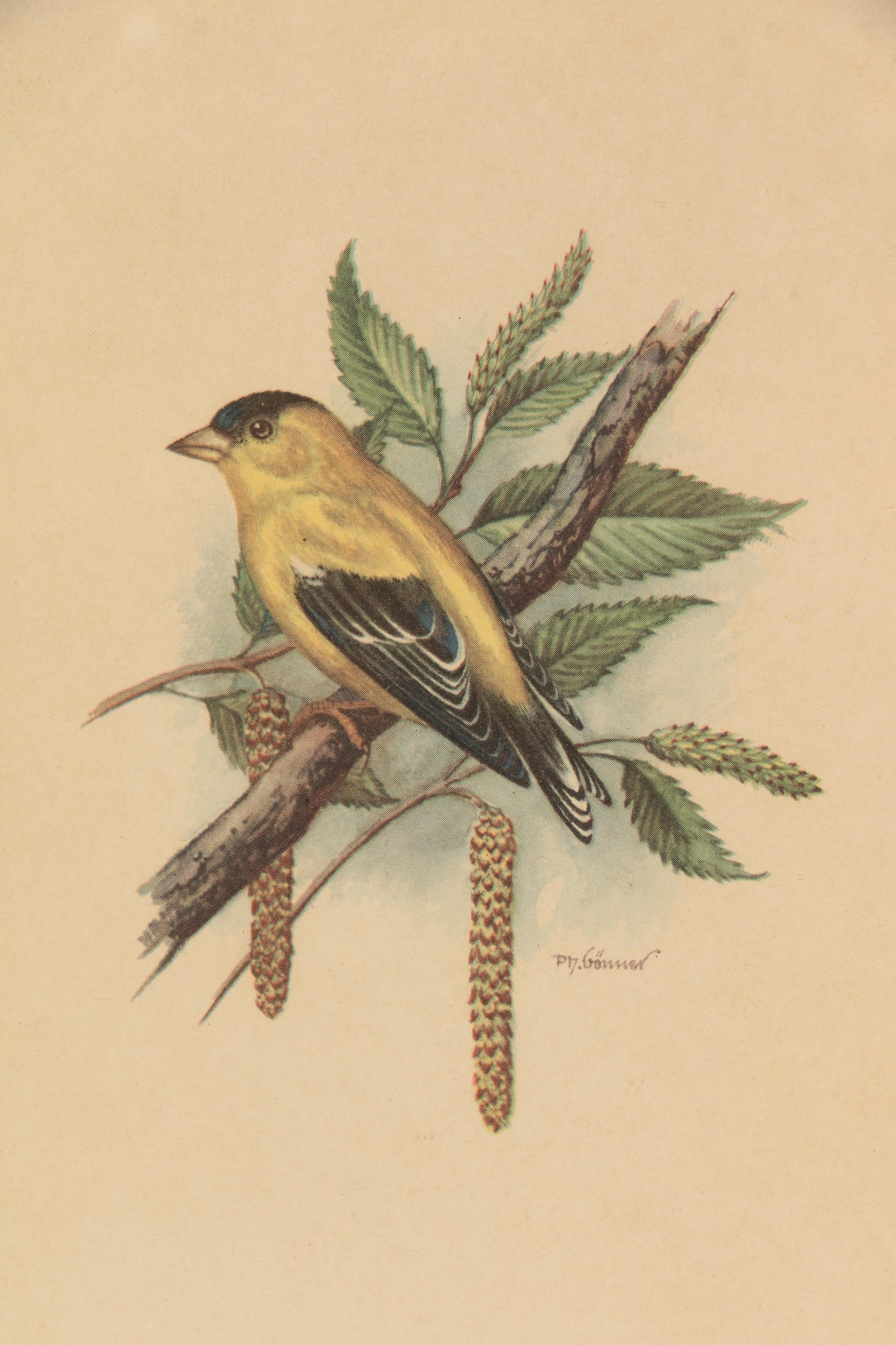 Offset Lithographs After P.H. Gönner Illustrations of Goldfinches