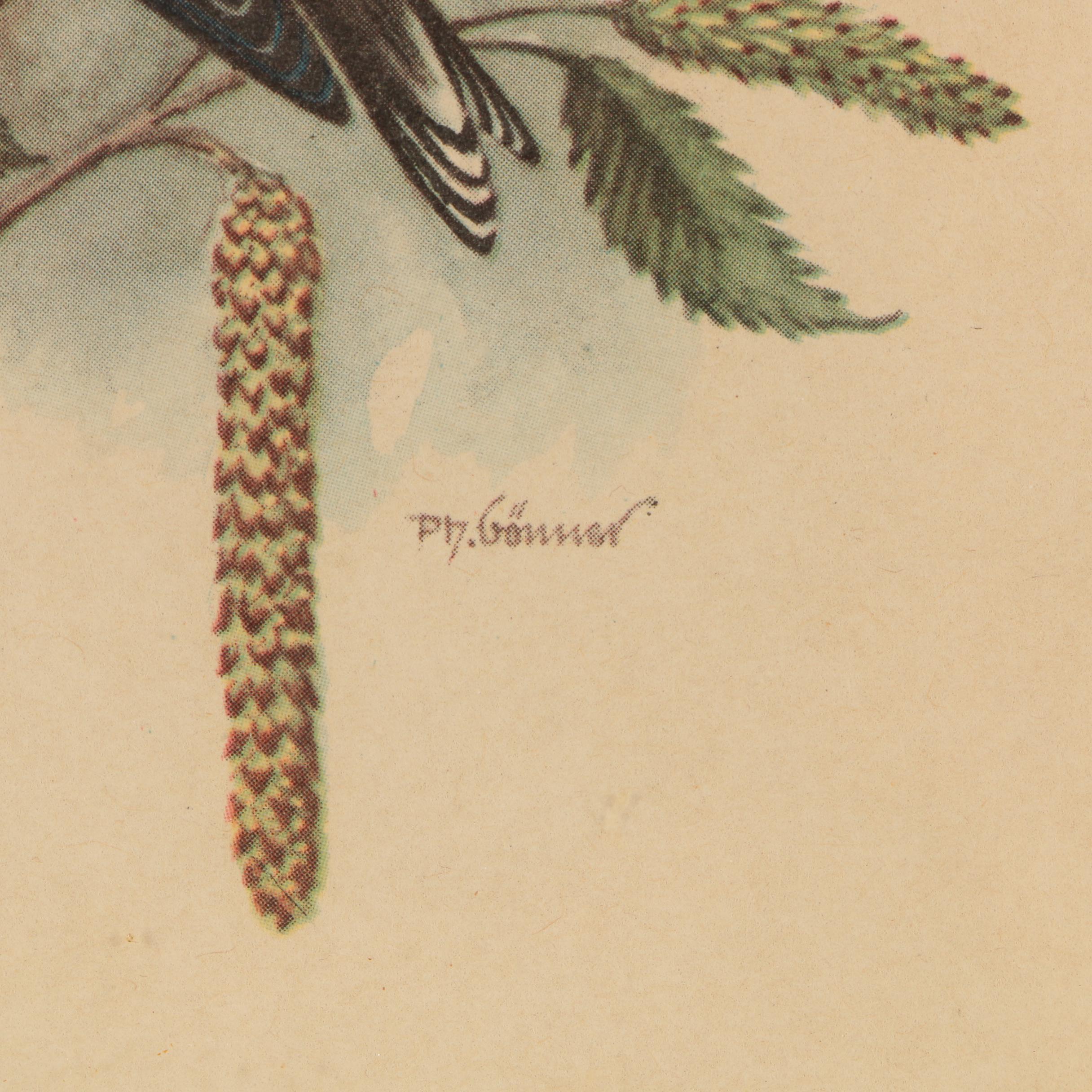 Offset Lithographs After P.H. Gönner Illustrations of Goldfinches