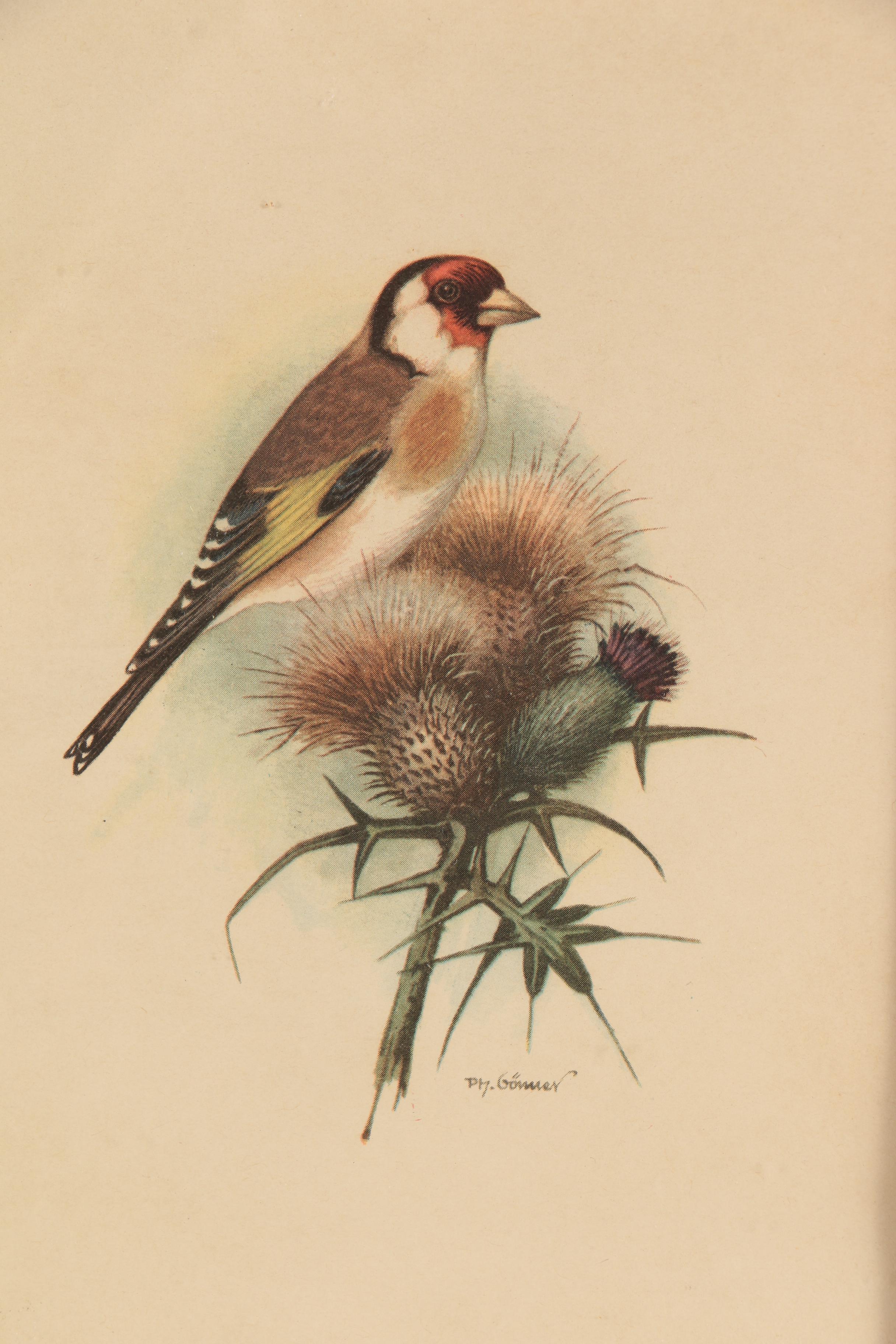 Offset Lithographs After P.H. Gönner Illustrations of Goldfinches