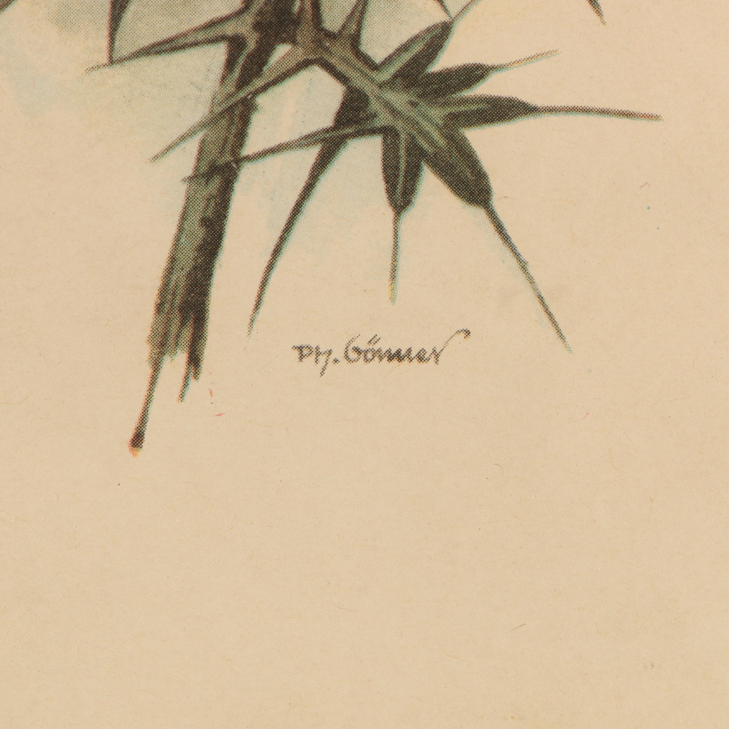 Offset Lithographs After P.H. Gönner Illustrations of Goldfinches