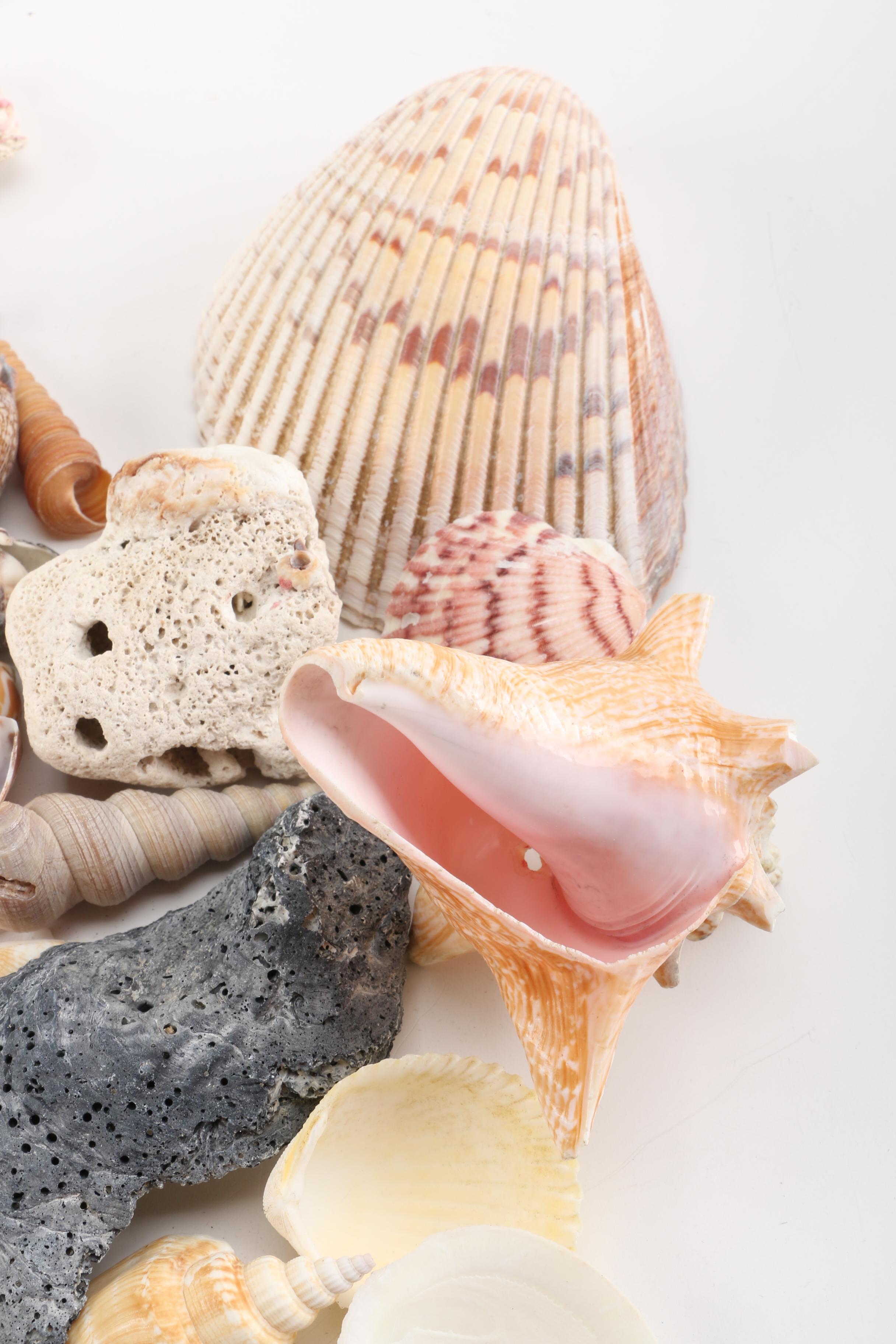 Aquatic Fossils and Shells