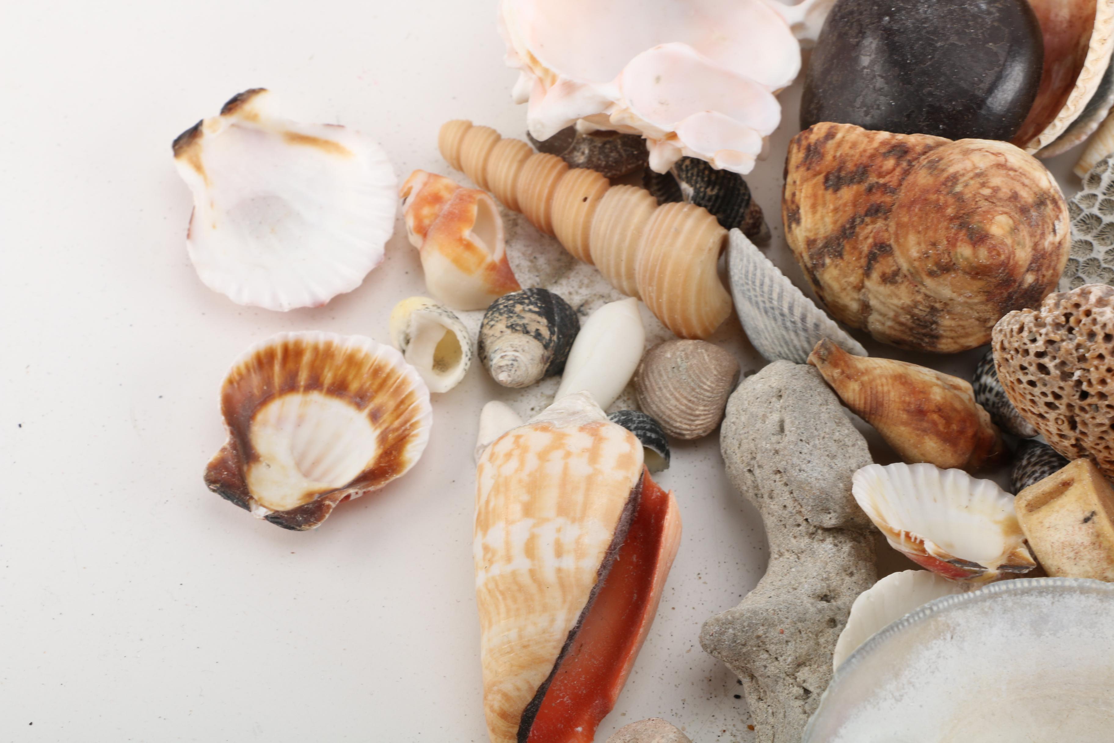 Aquatic Fossils and Shells