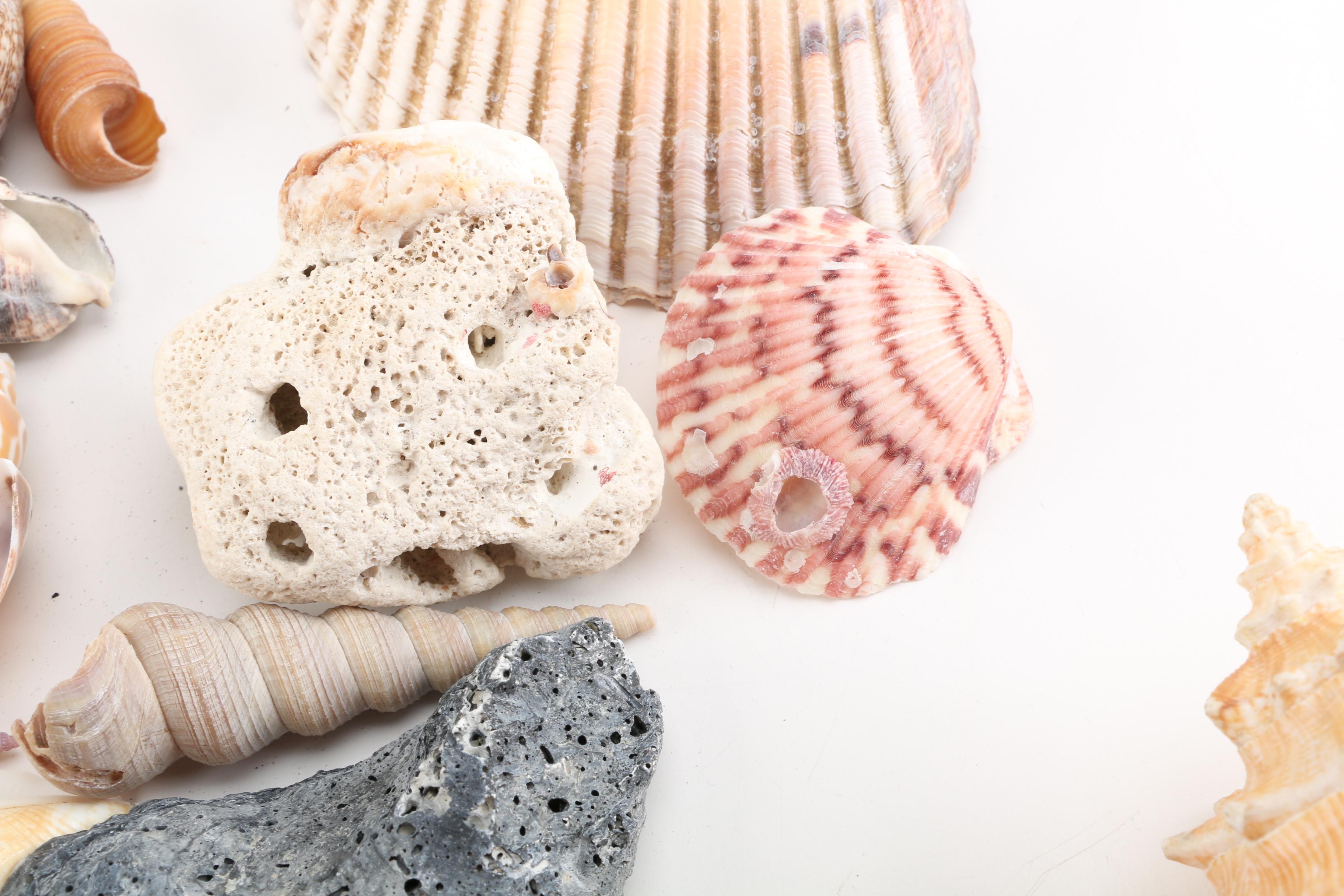 Aquatic Fossils and Shells