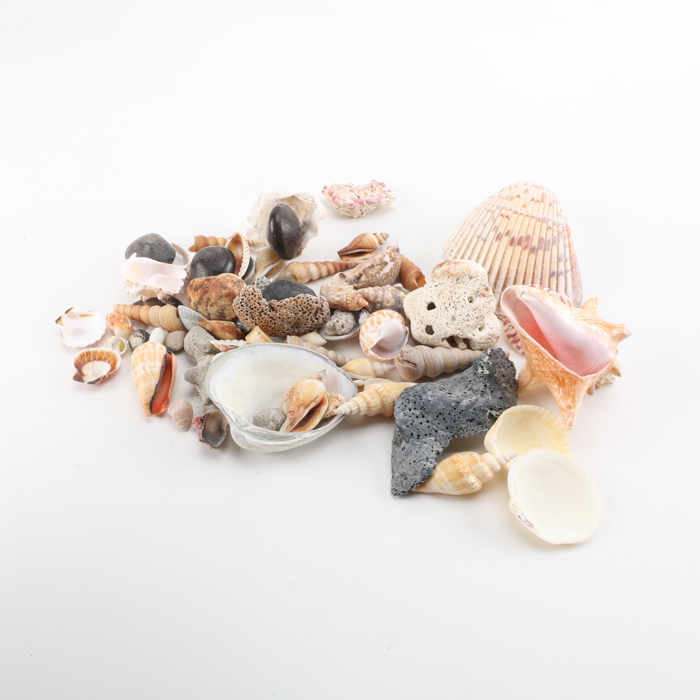 Aquatic Fossils and Shells