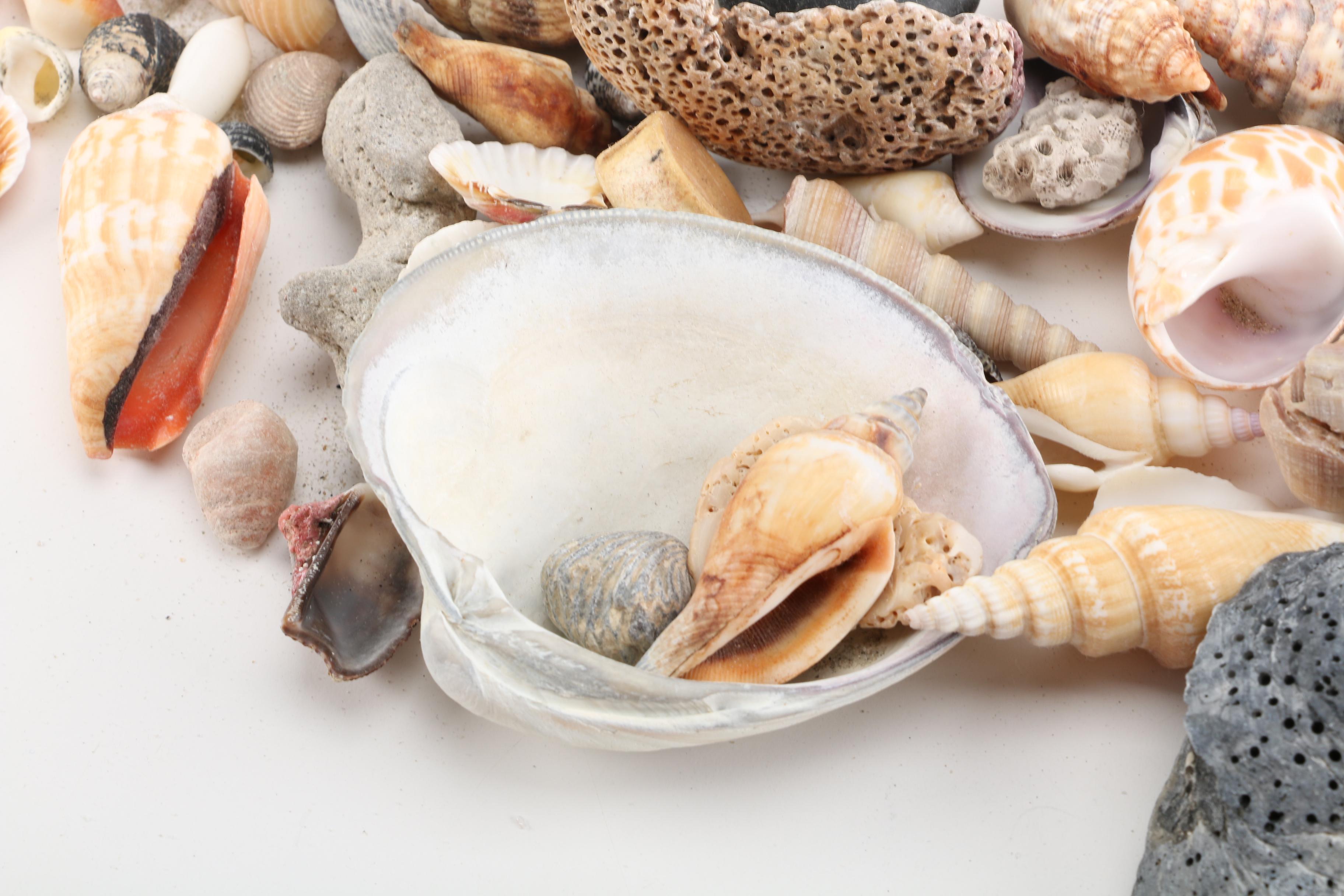 Aquatic Fossils and Shells