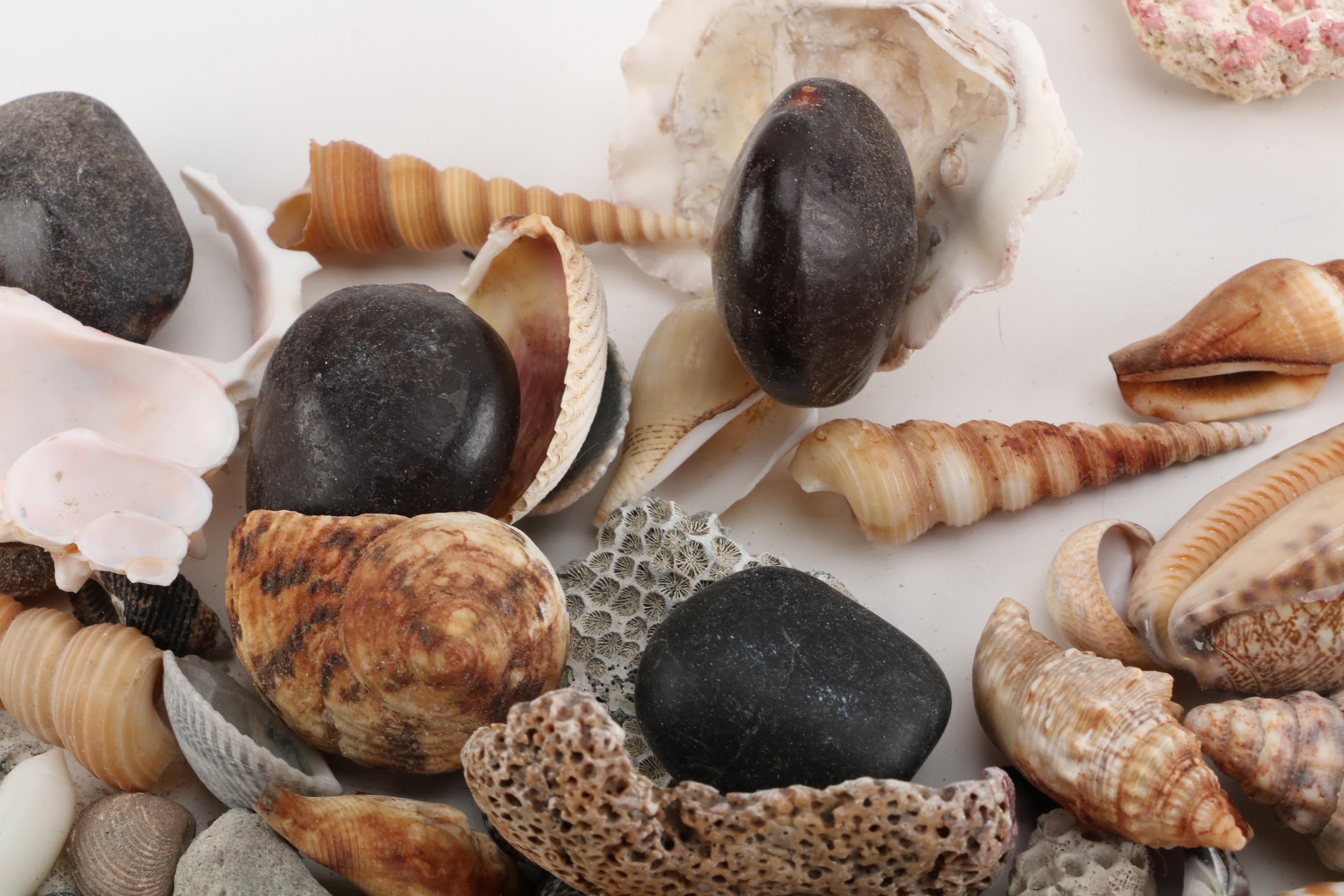 Aquatic Fossils and Shells