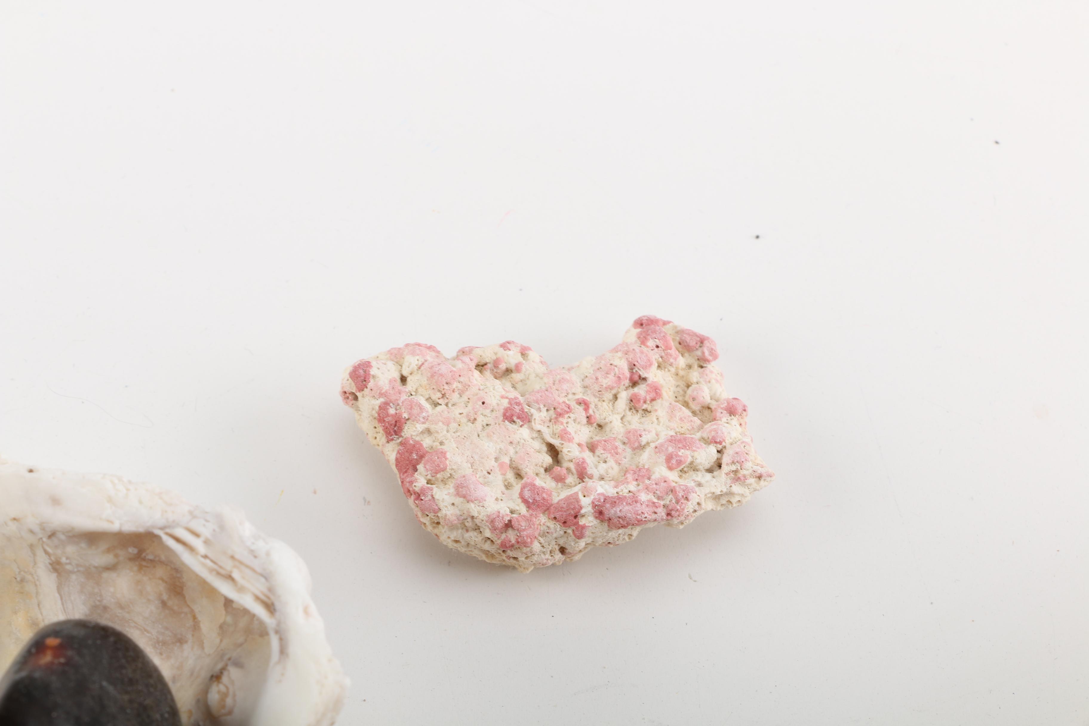 Aquatic Fossils and Shells