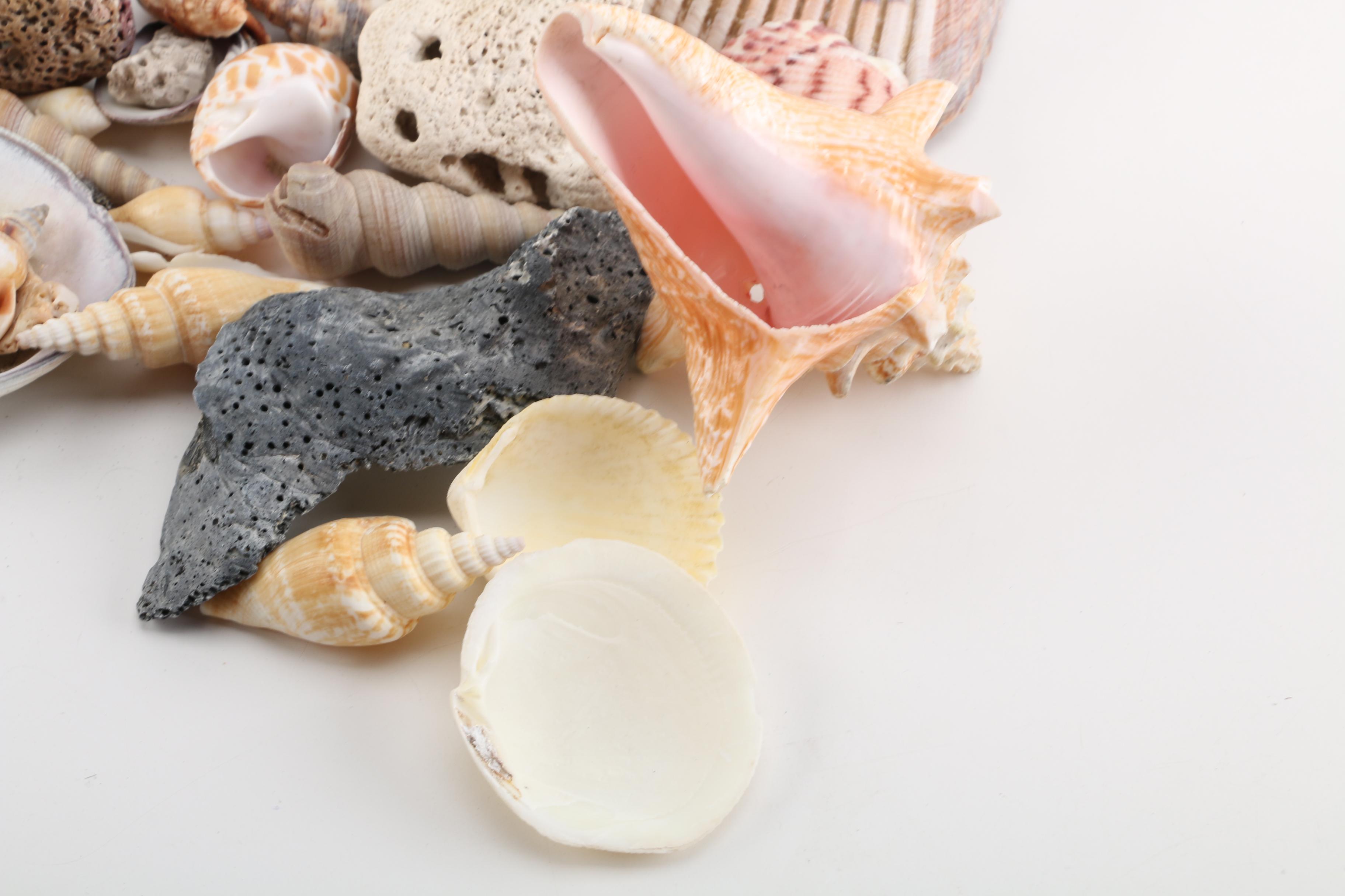 Aquatic Fossils and Shells