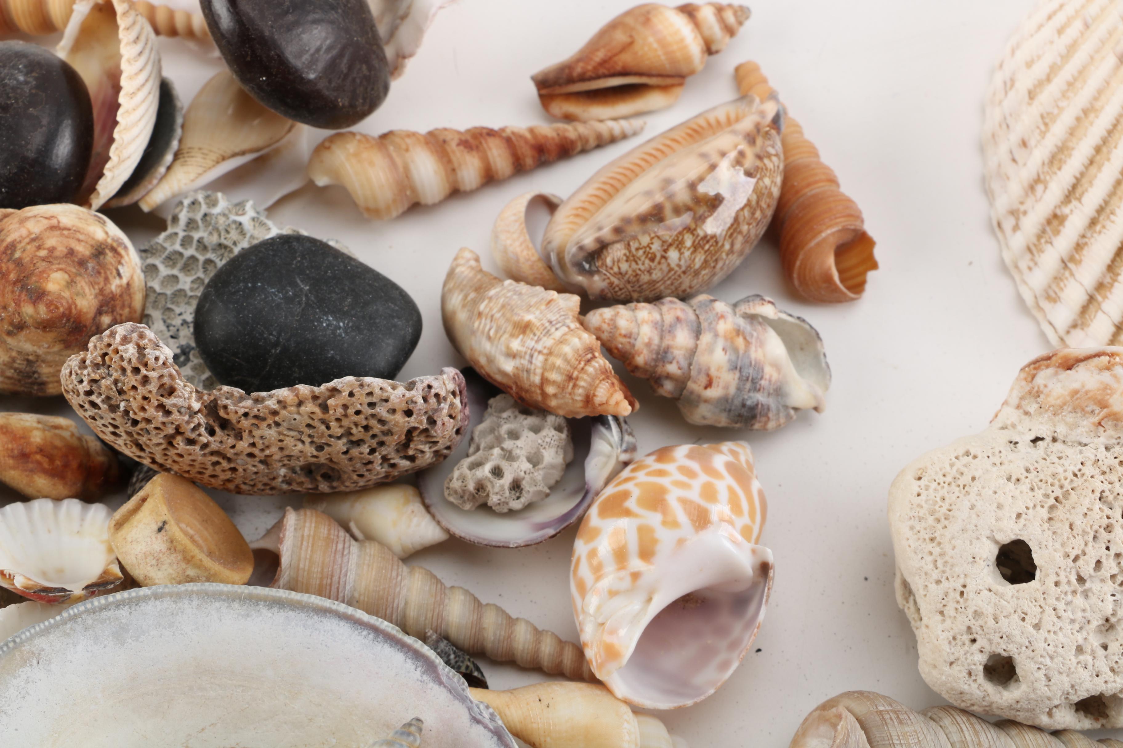 Aquatic Fossils and Shells